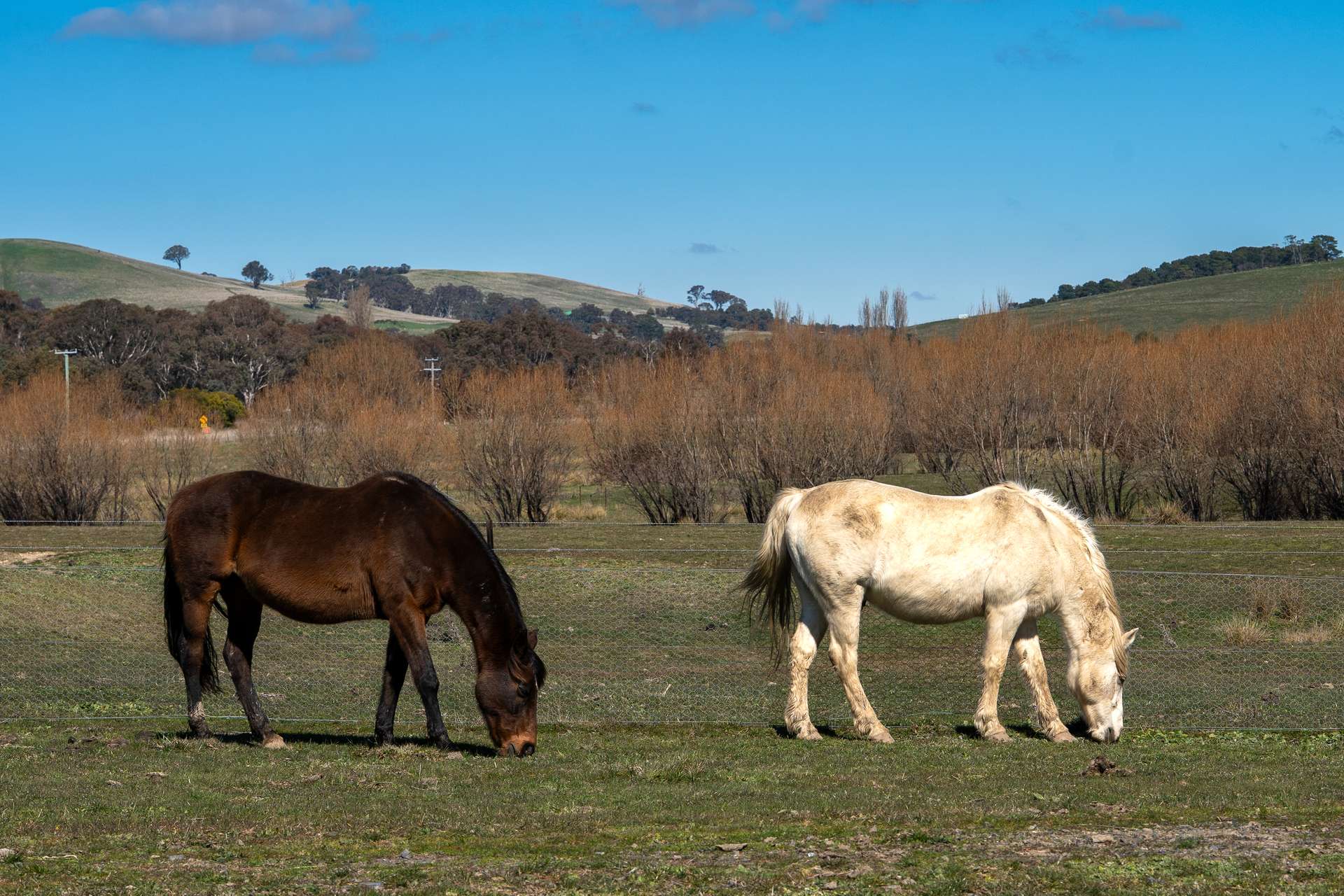 512 Neville Road, Blayney Auction by Farmbuy.com - image 22