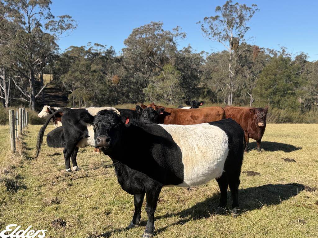 444 Cemetery Road, Briagolong For Sale by Farmbuy.com - image 19