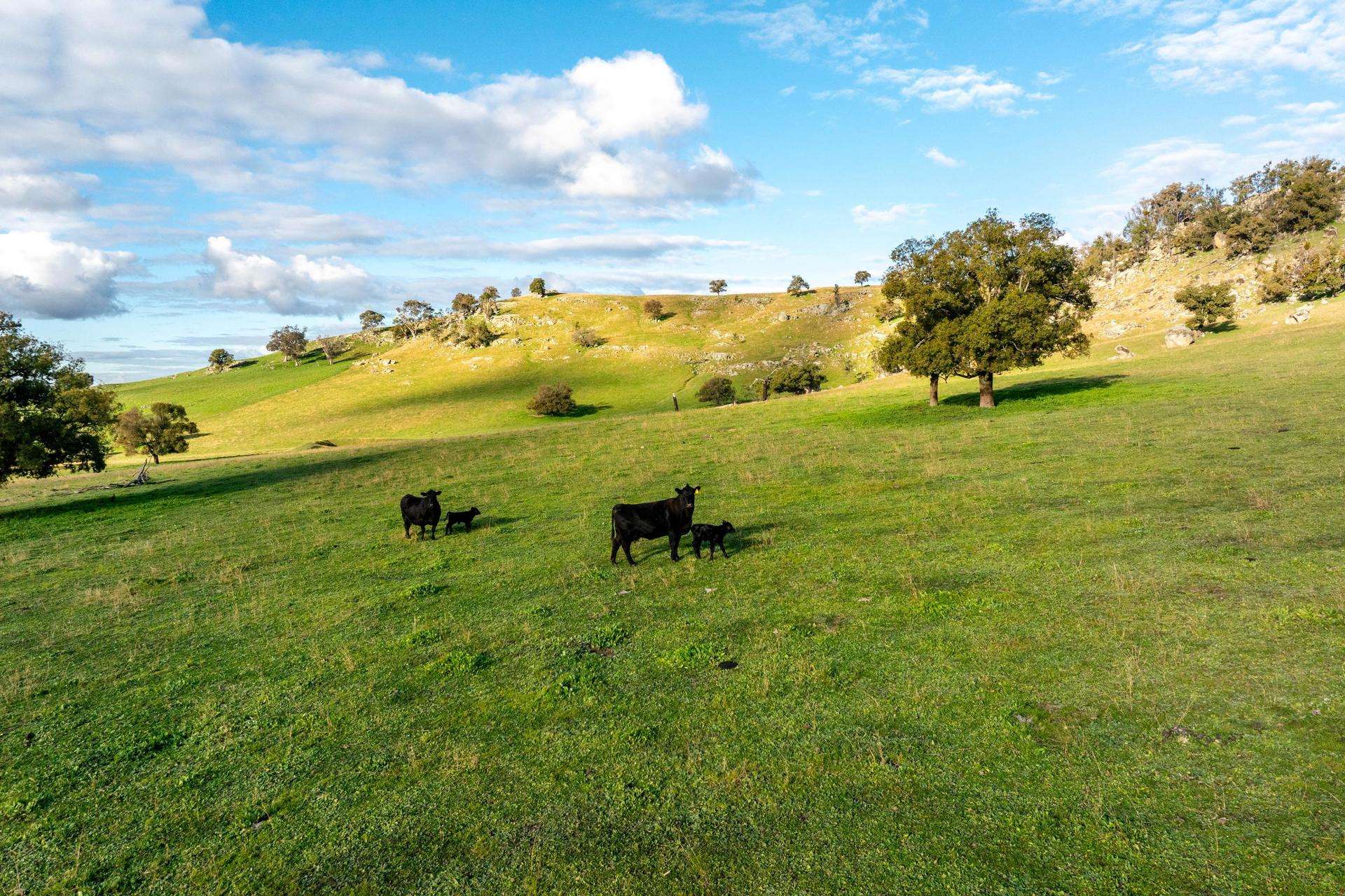 7740 Hume Highway, Kyeamba Auction by Farmbuy.com - image 6