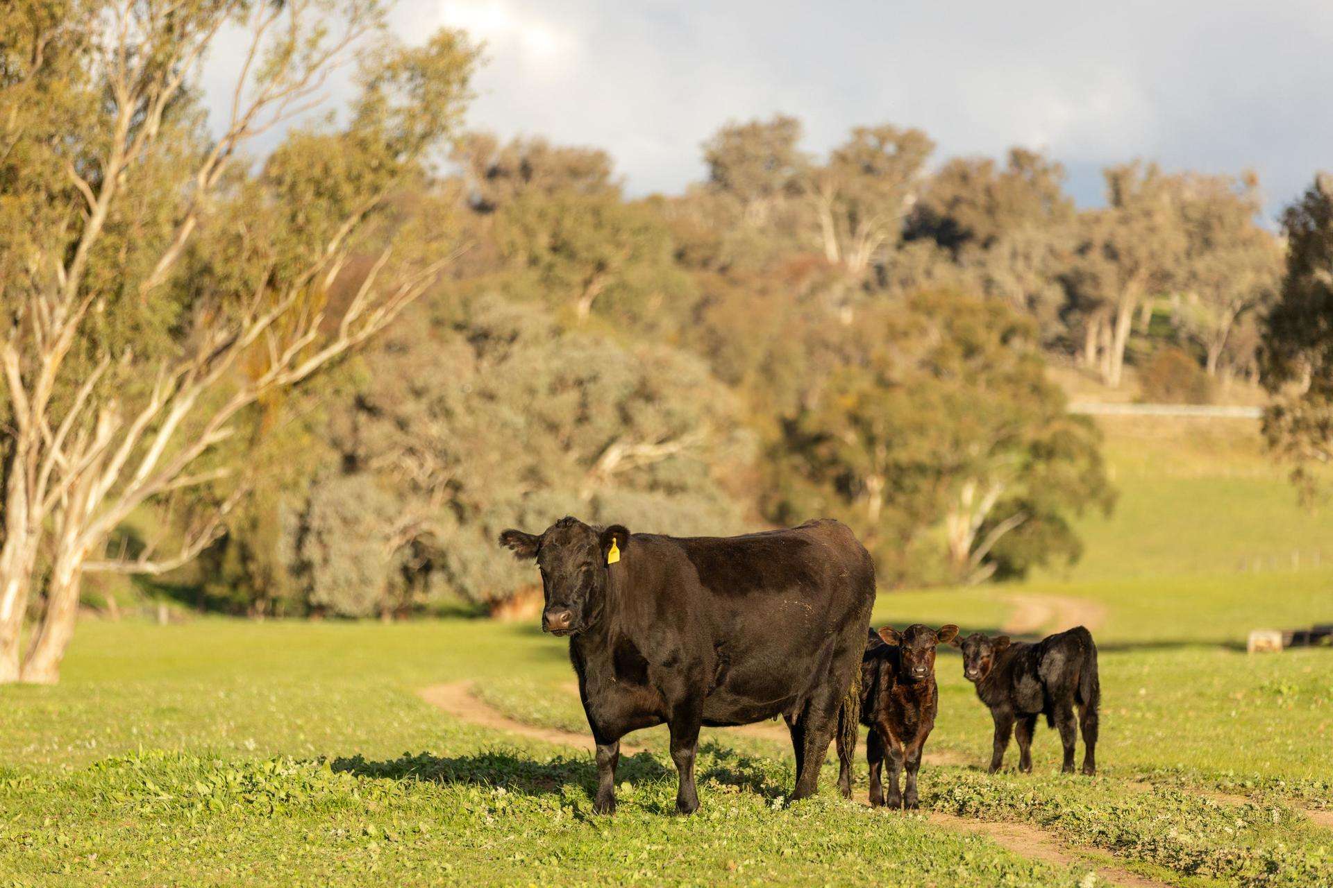 7740 Hume Highway, Kyeamba Auction by Farmbuy.com - image 5