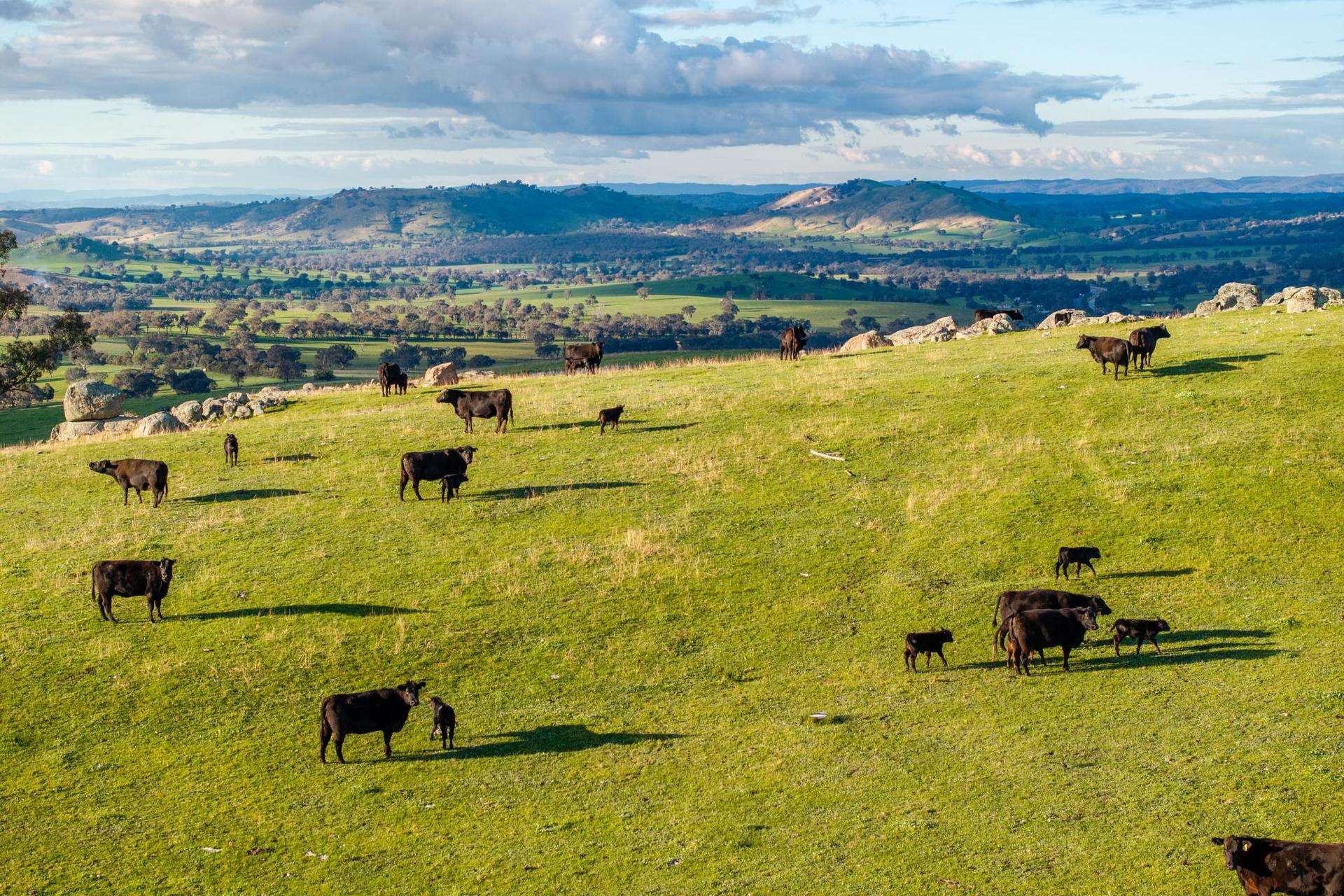 7740 Hume Highway, Kyeamba Auction by Farmbuy.com - image 14