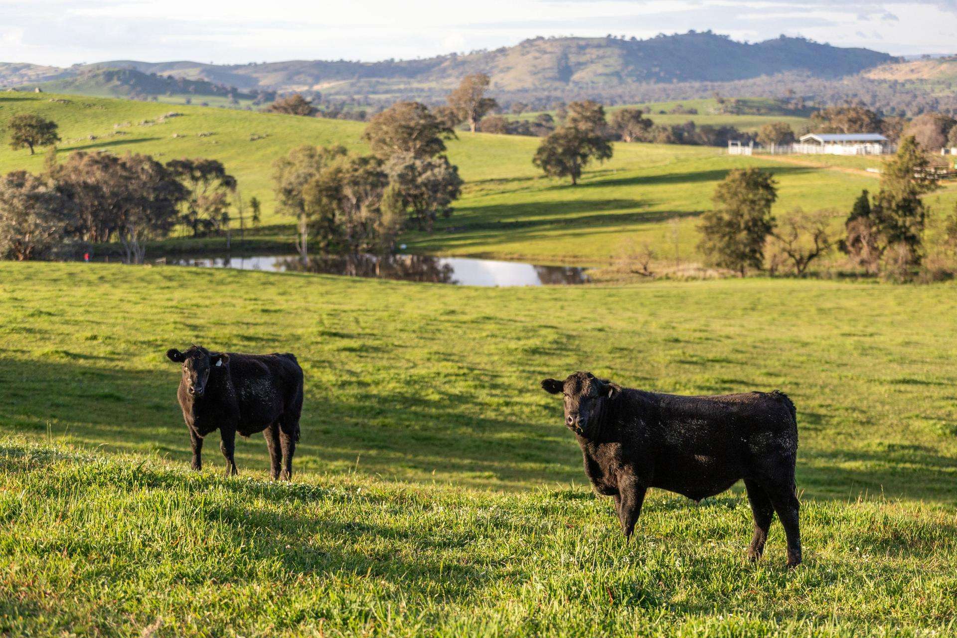 7740 Hume Highway, Kyeamba Auction by Farmbuy.com - image 4