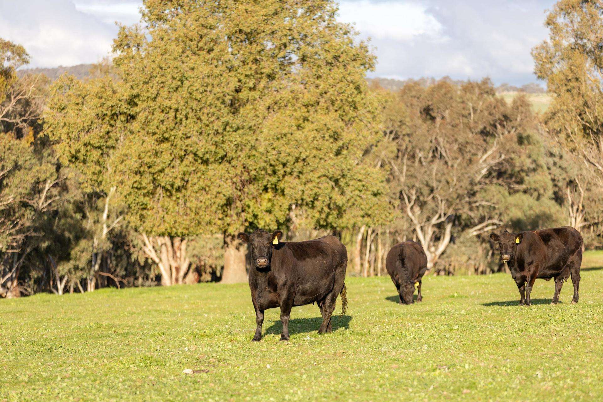7740 Hume Highway, Kyeamba Auction by Farmbuy.com - image 11