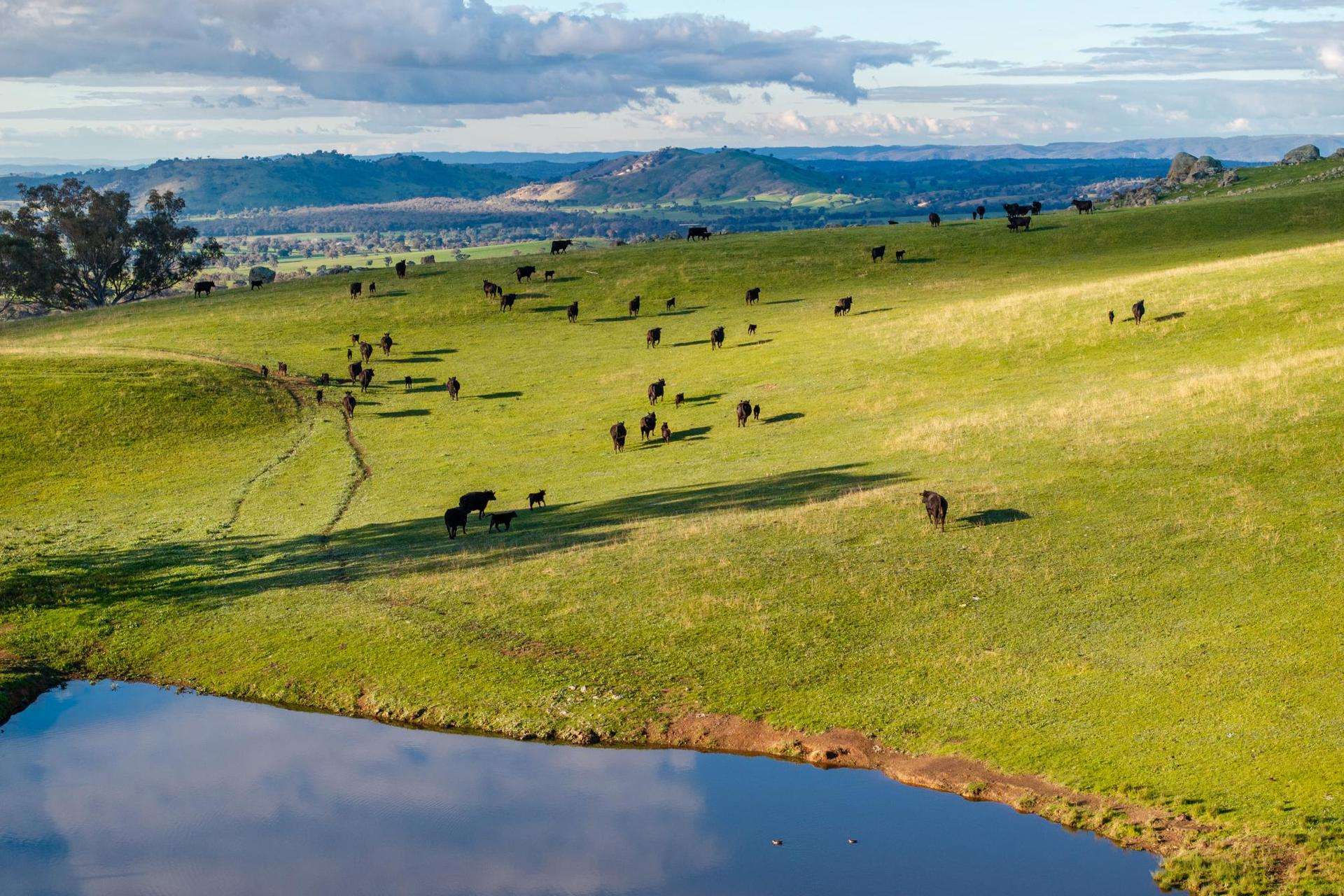 7740 Hume Highway, Kyeamba Auction by Farmbuy.com - image 7