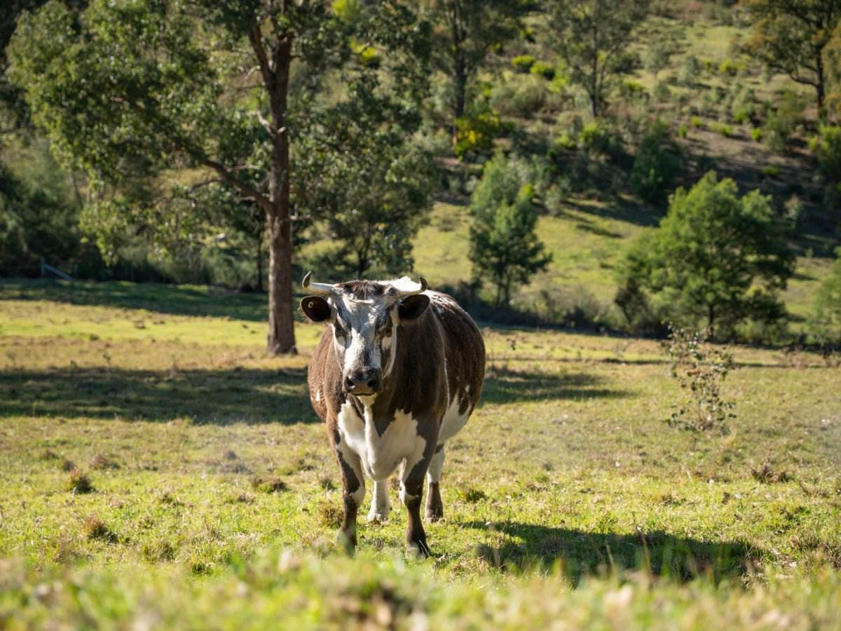 112 Great Alpine Road, Bruthen For Sale by Farmbuy.com - image 21