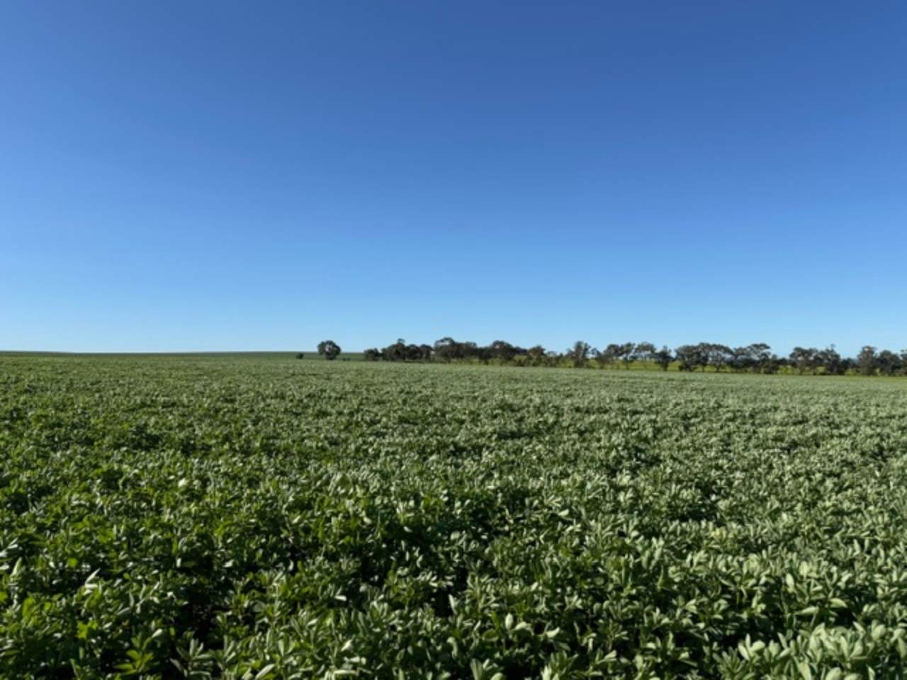 534 Lawrence Road, Kapinnie For Sale by Farmbuy.com - image 31