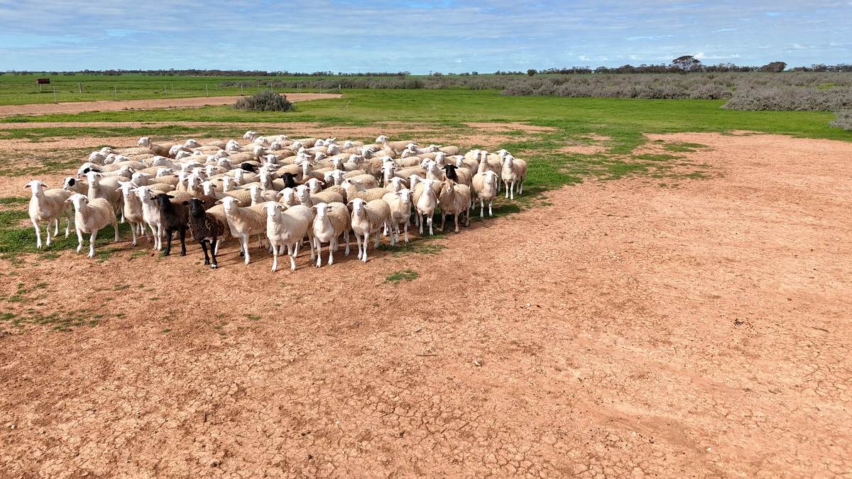 'Brylee Park' 299 Barry Road, Manangatang For Sale by Farmbuy.com - image 26
