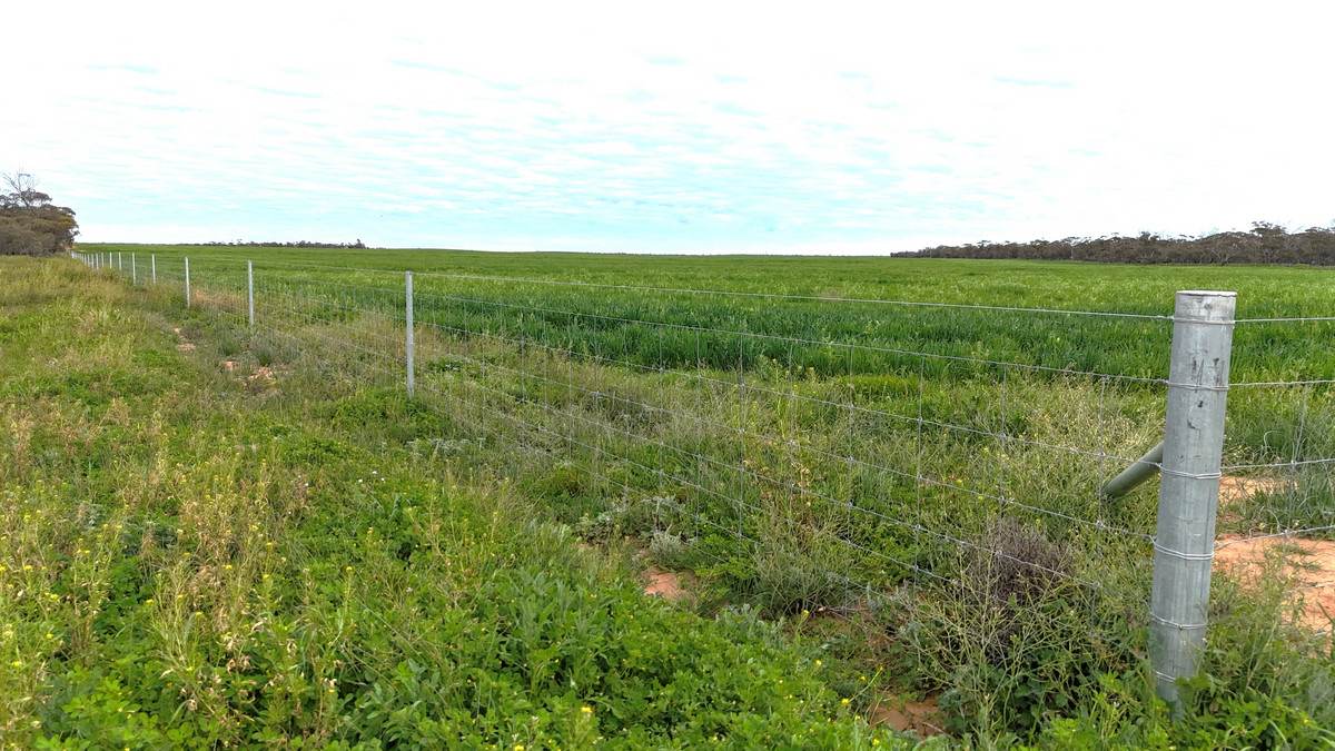 'Brylee Park' 299 Barry Road, Manangatang For Sale by Farmbuy.com - image 23
