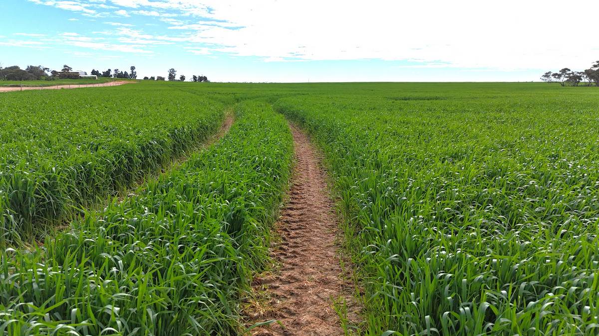 'Brylee Park' 299 Barry Road, Manangatang For Sale by Farmbuy.com - image 7