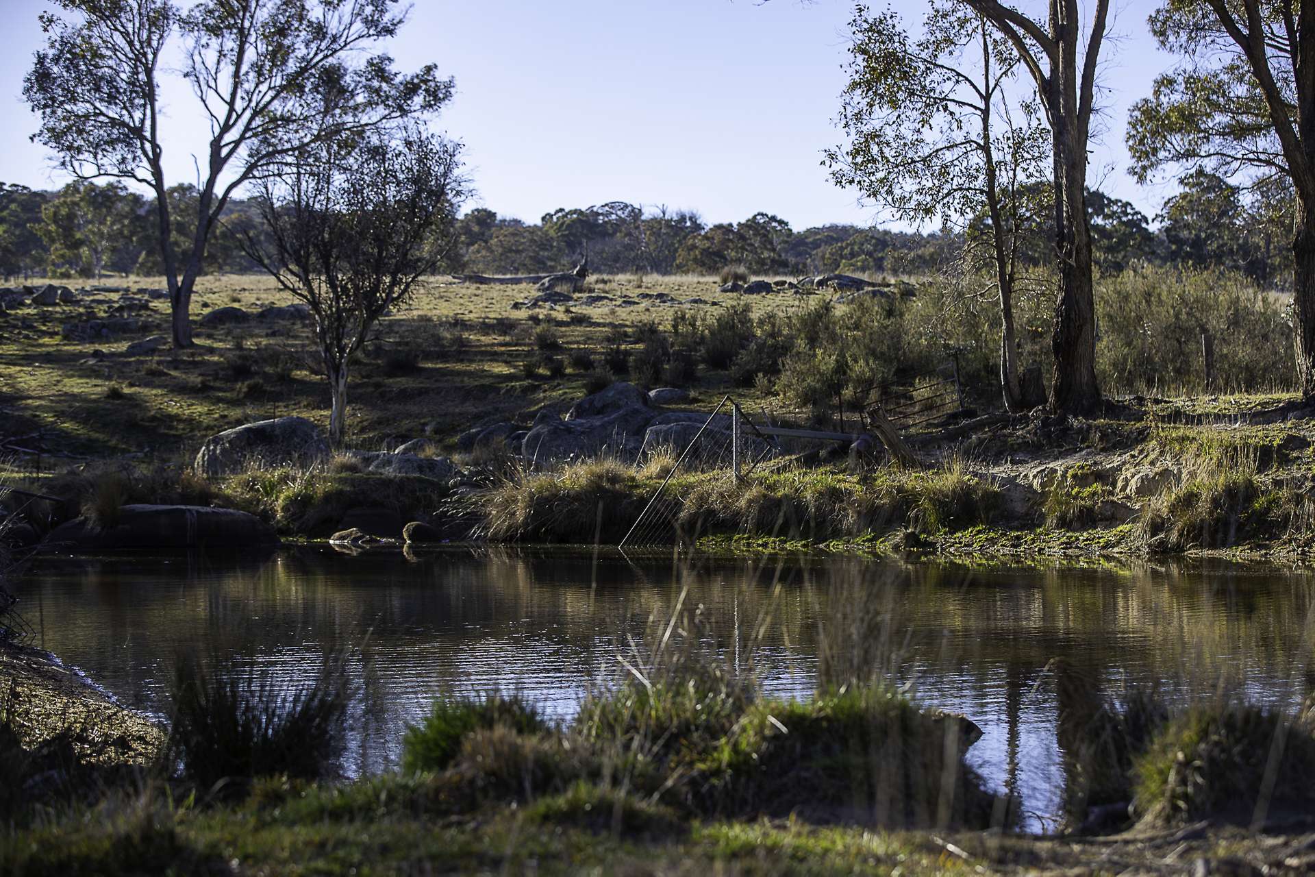 "Chippendale" 1337 Baldersleigh Road, Guyra Auction by Farmbuy.com - image 26