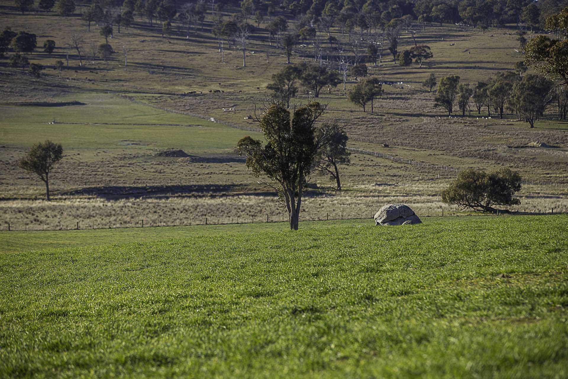 "Chippendale" 1337 Baldersleigh Road, Guyra Auction by Farmbuy.com - image 12