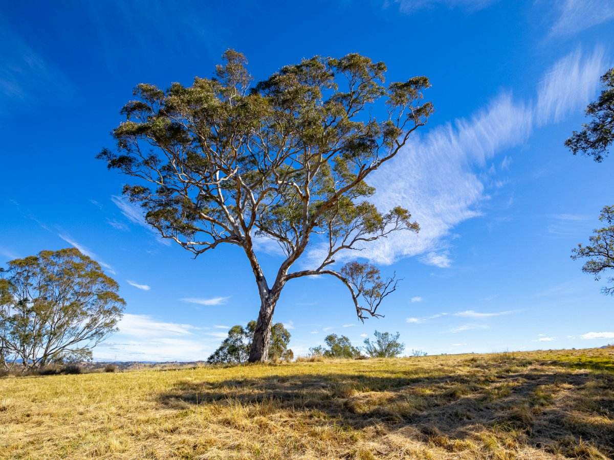 Lot 2 Grevillea Heights Road, Bega For Sale by Farmbuy.com - image 18