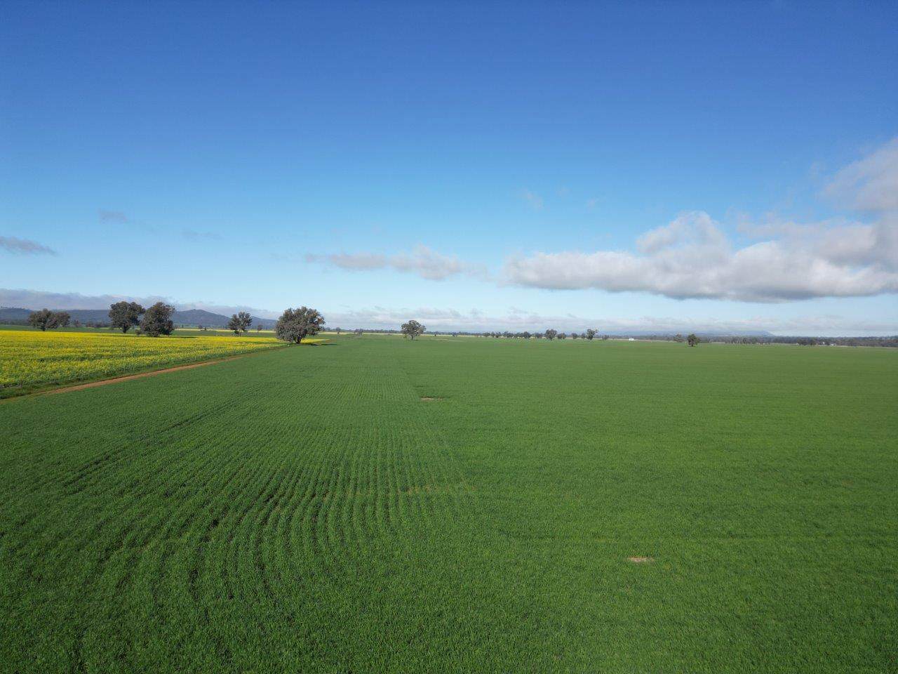 Glenelg 1190 Henry Lawson Way, Grenfell For Sale by Farmbuy.com - image 9