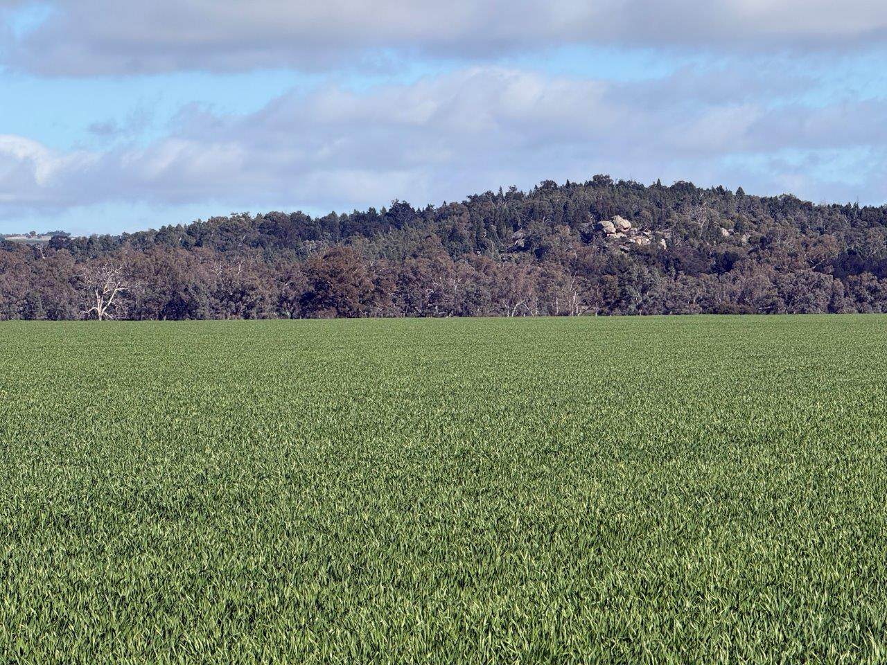 Glenelg 1190 Henry Lawson Way, Grenfell For Sale by Farmbuy.com - image 12