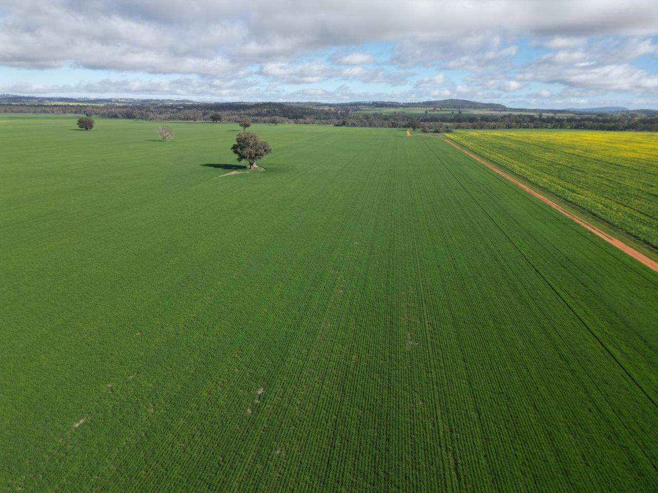 Glenelg 1190 Henry Lawson Way, Grenfell For Sale by Farmbuy.com - image 2