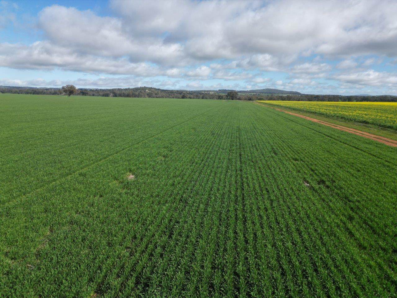 Glenelg 1190 Henry Lawson Way, Grenfell For Sale by Farmbuy.com - image 5