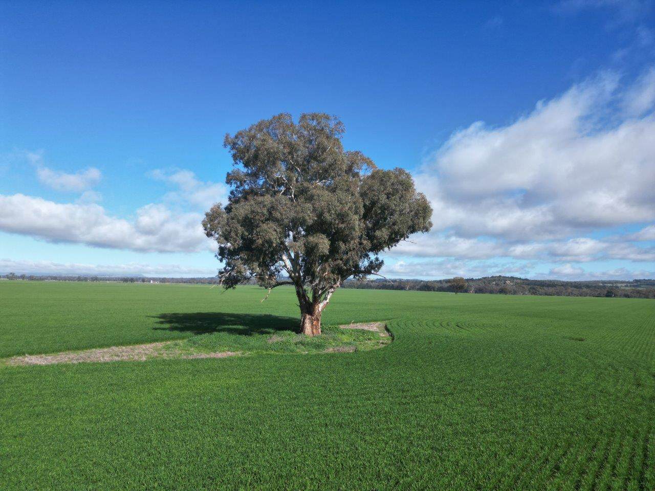 Glenelg 1190 Henry Lawson Way, Grenfell For Sale by Farmbuy.com - image 4