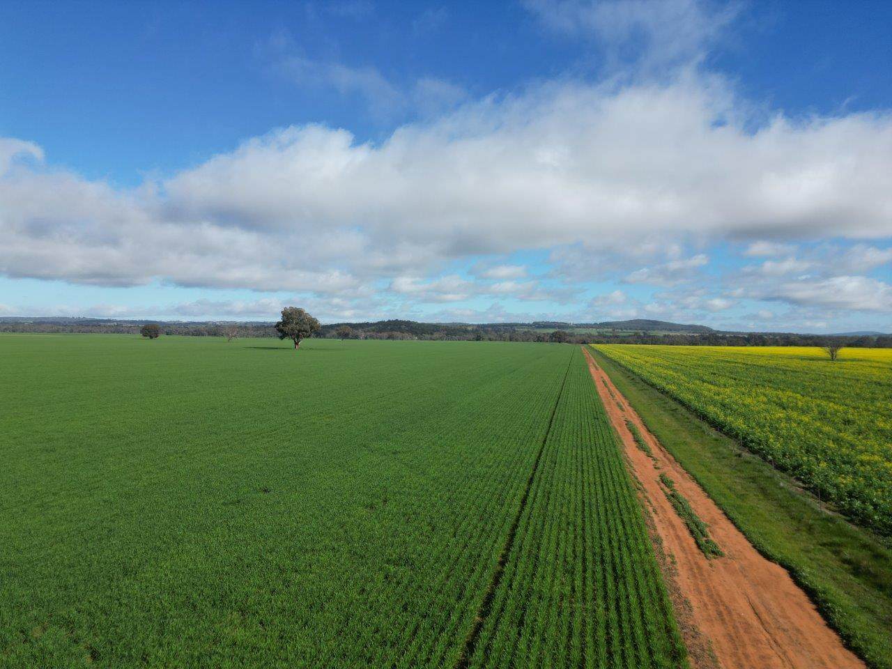 Glenelg 1190 Henry Lawson Way, Grenfell For Sale by Farmbuy.com - image 6