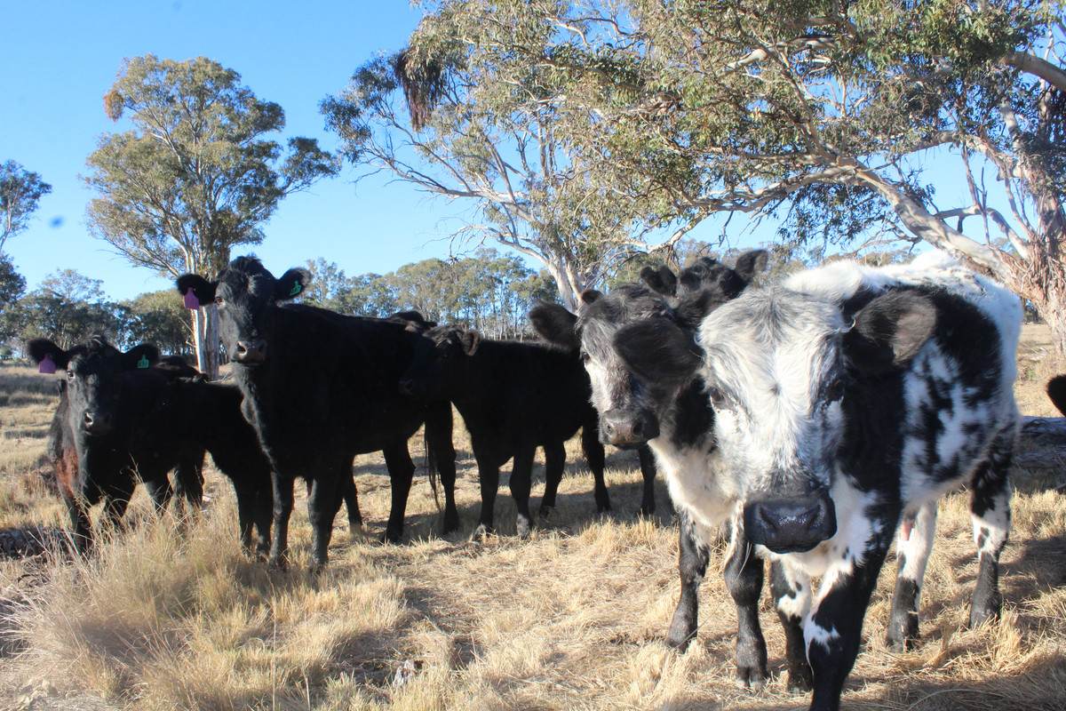 2087 Rabbit Fence Road, Passchendaele For Sale by Farmbuy.com - image 28