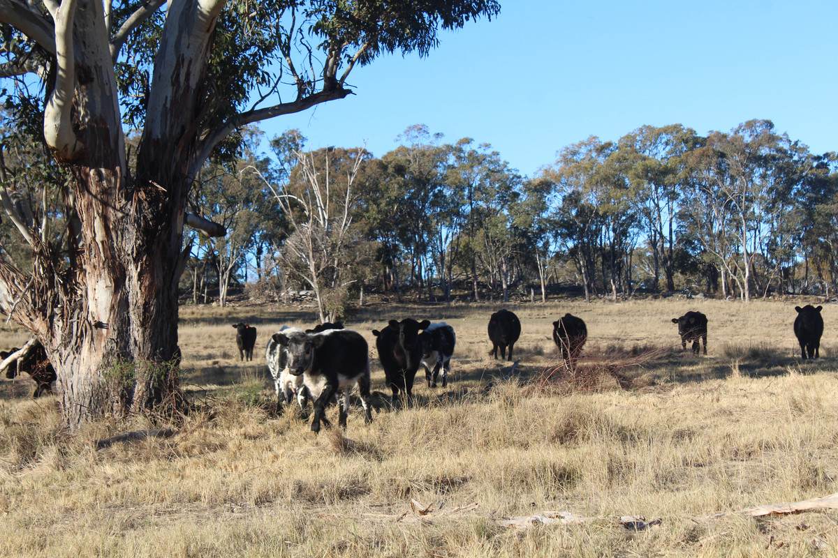 2087 Rabbit Fence Road, Passchendaele For Sale by Farmbuy.com - image 22