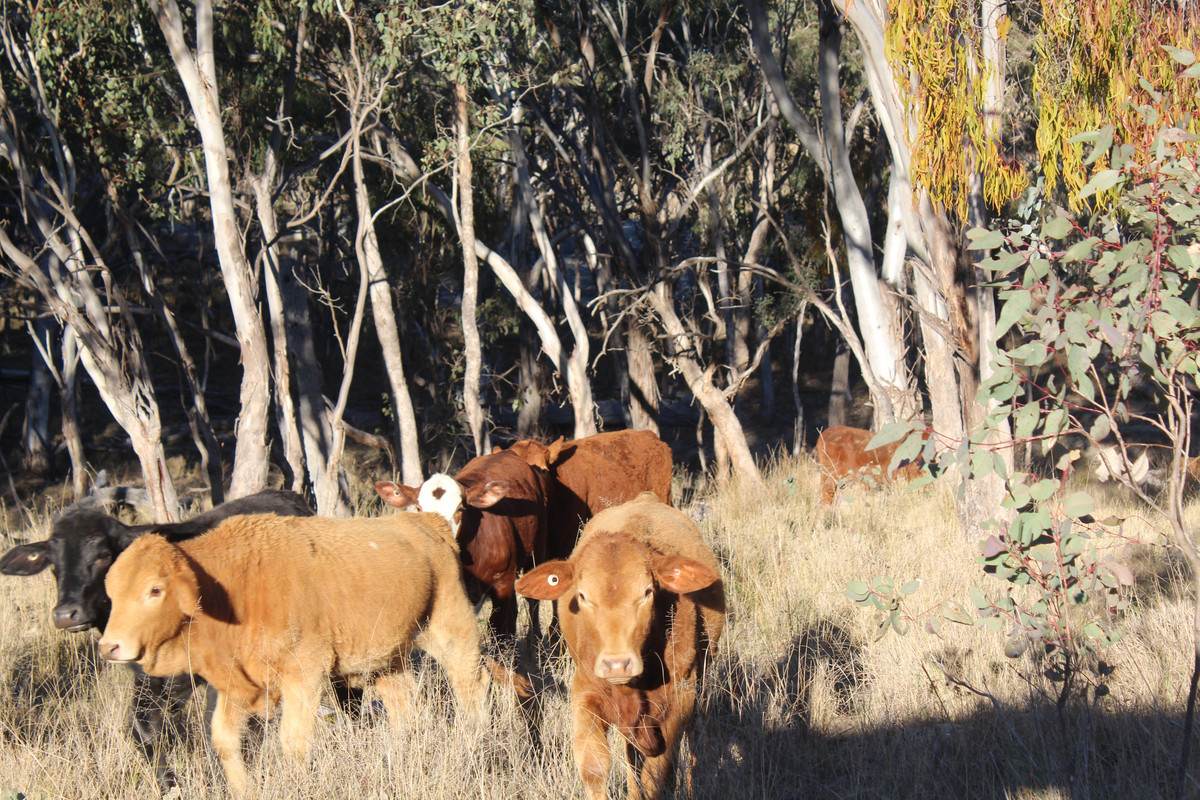 2087 Rabbit Fence Road, Passchendaele For Sale by Farmbuy.com - image 30
