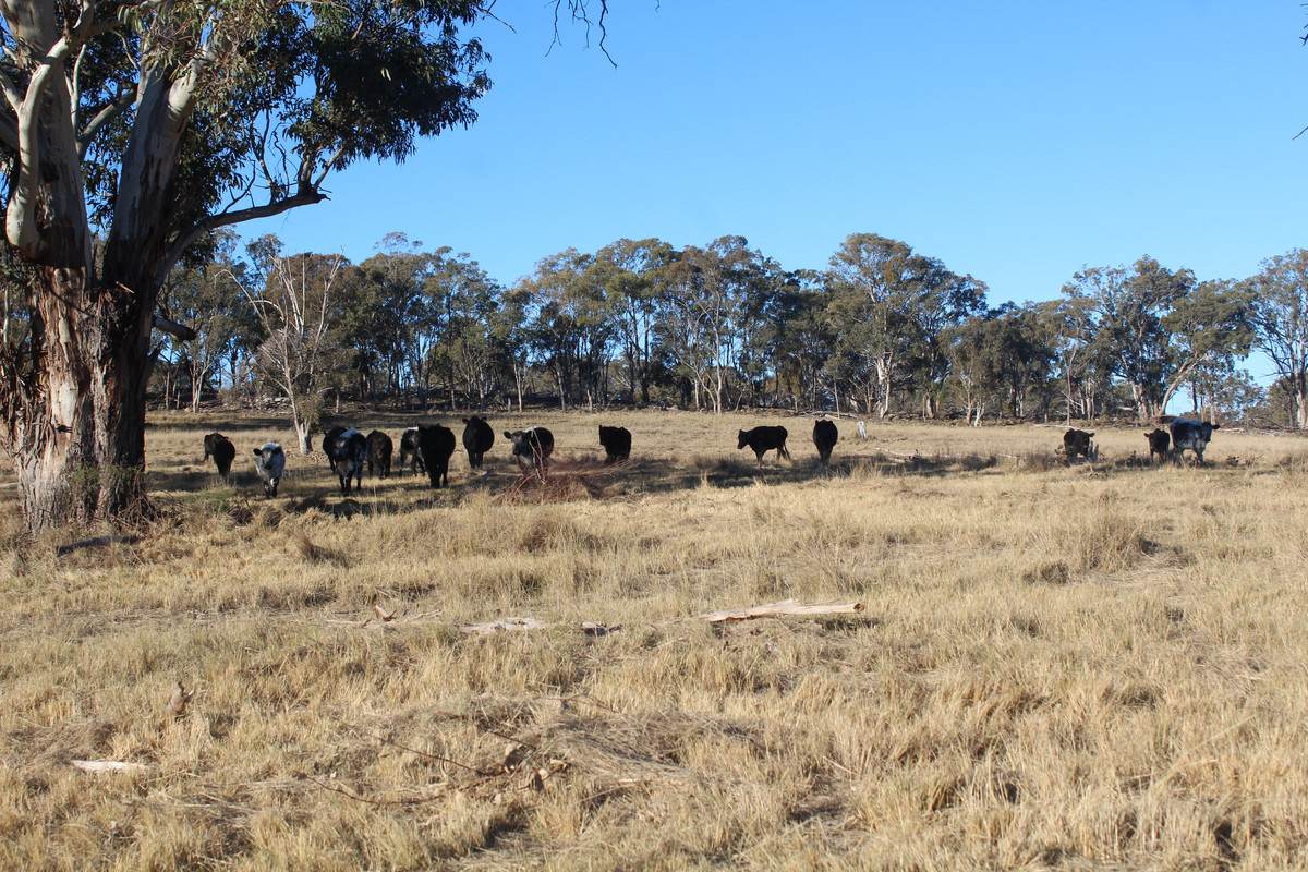 2087 Rabbit Fence Road, Passchendaele For Sale by Farmbuy.com - image 21