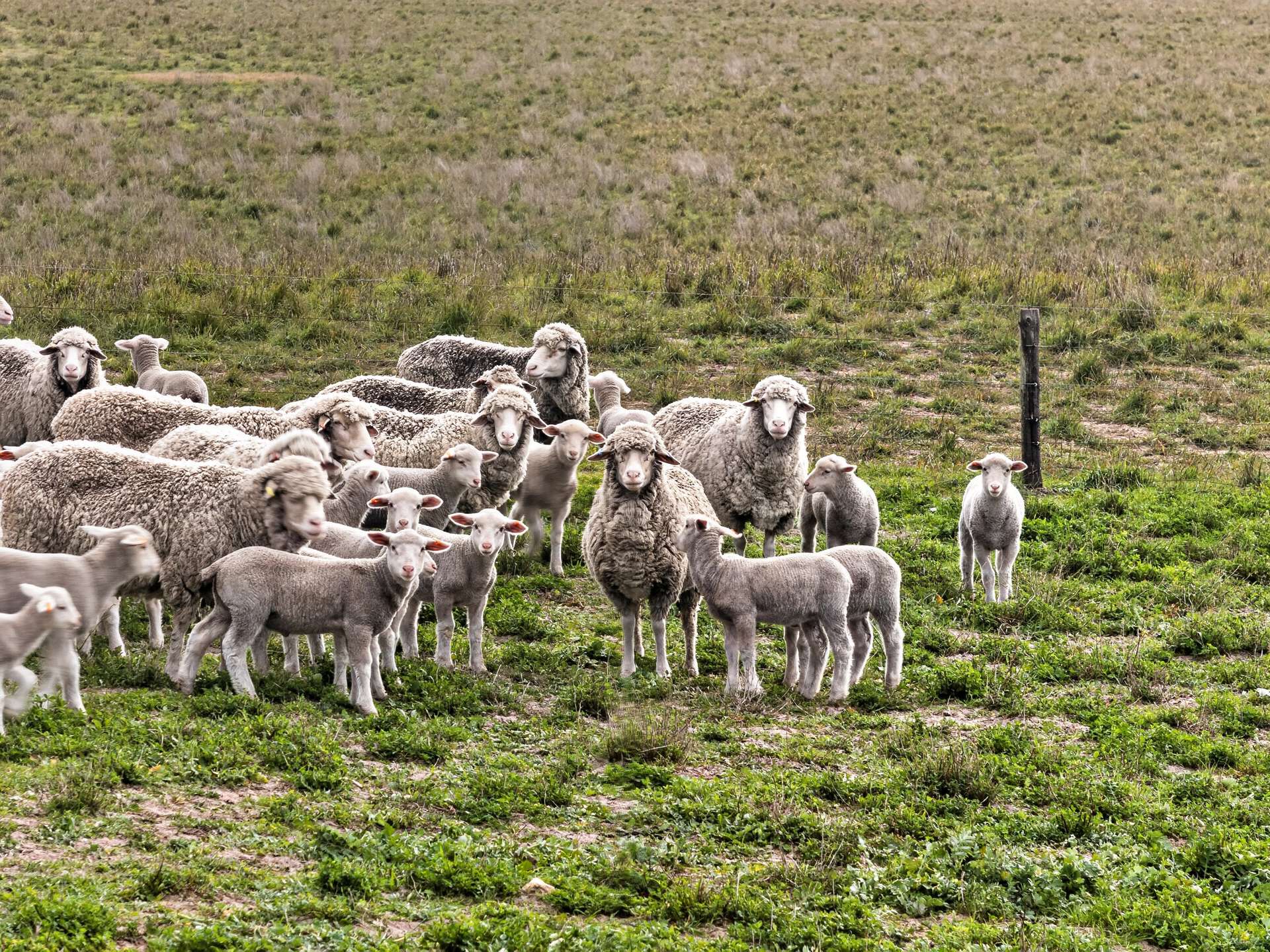 'Folly Farm' Riddell Road, Meningie Auction by Farmbuy.com - image 16