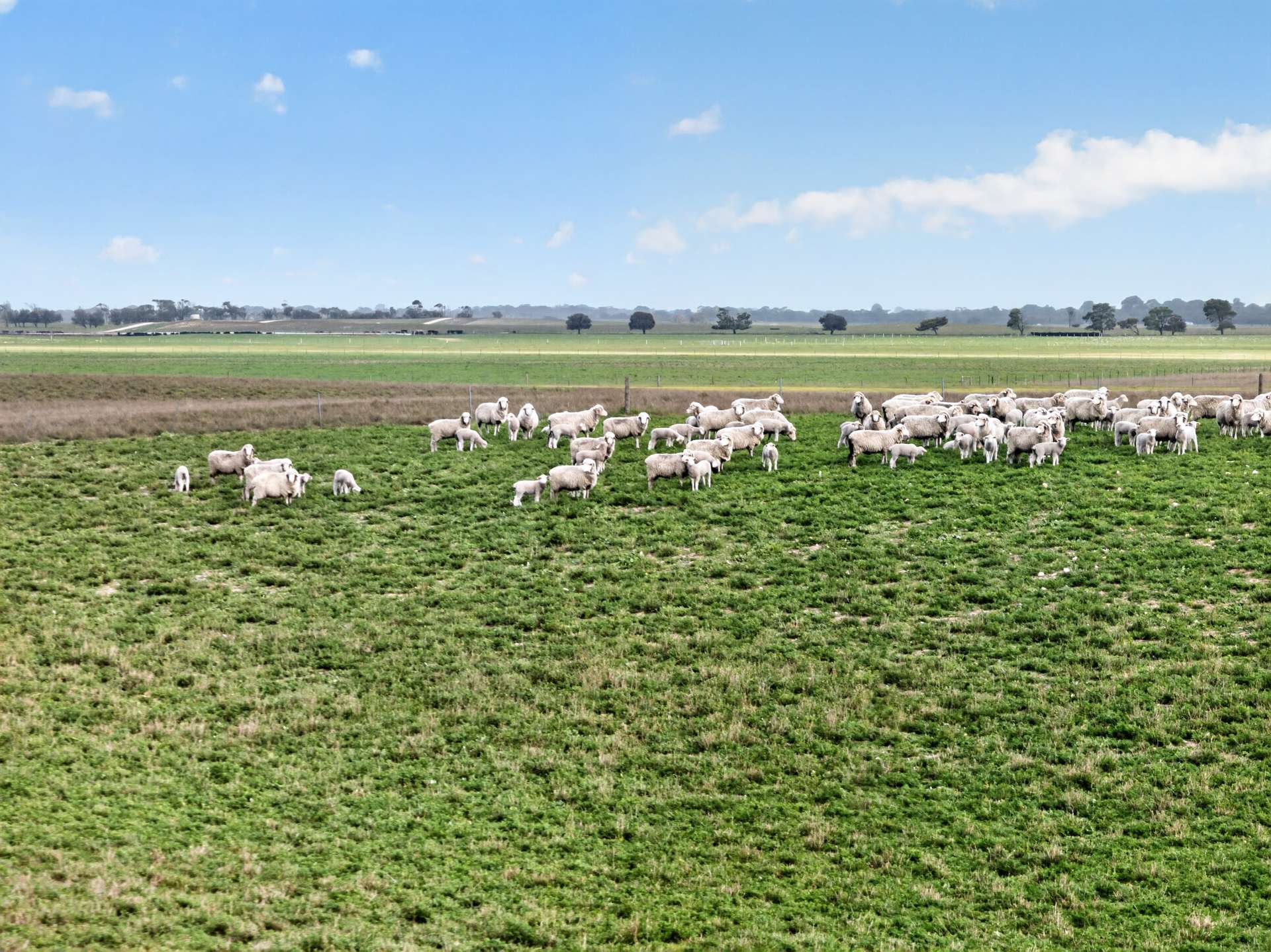 'Folly Farm' Riddell Road, Meningie Auction by Farmbuy.com - image 1