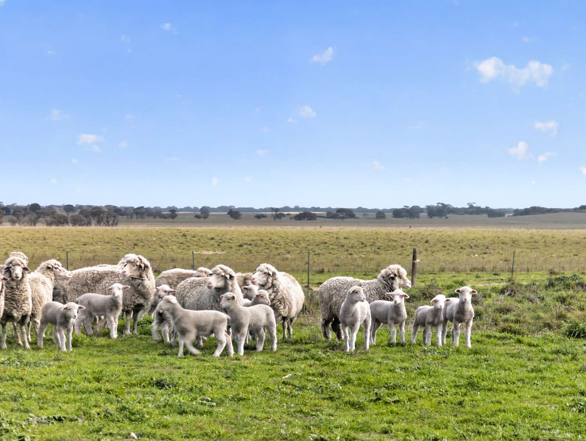 'Folly Farm' Riddell Road, Meningie Auction by Farmbuy.com - image 12