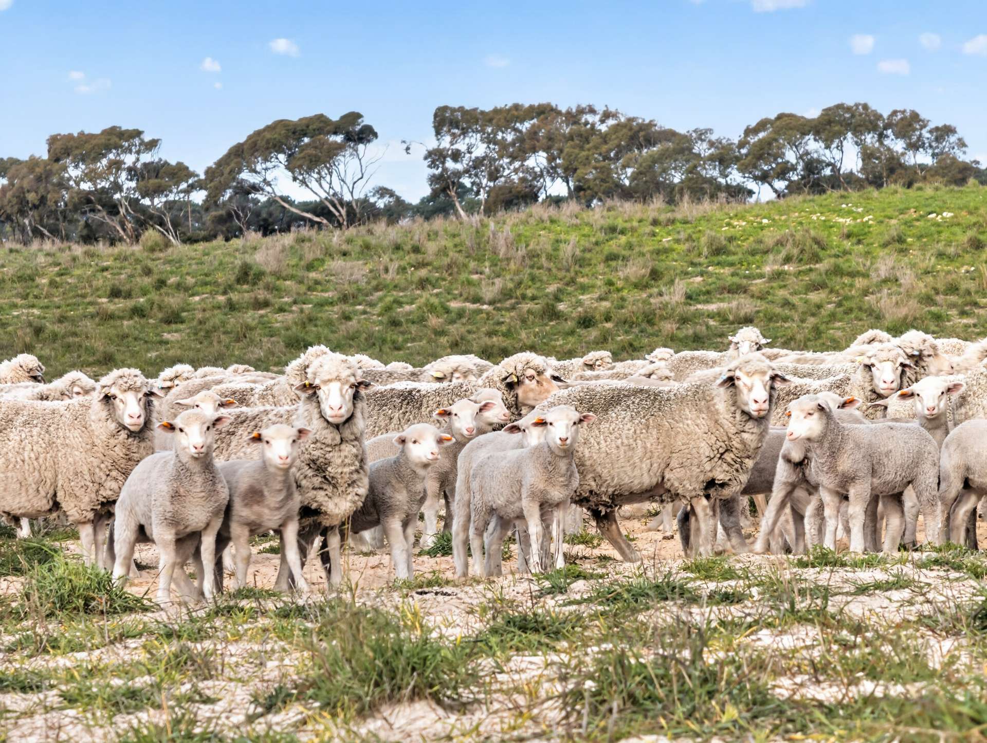 'Folly Farm' Riddell Road, Meningie Auction by Farmbuy.com - image 3