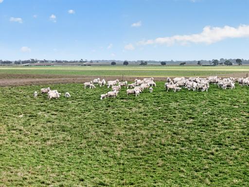 Farm Auction - SA - Meningie - 5264 - Well-Developed Livestock Property with Proven Productivity 