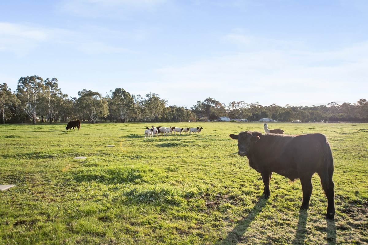 1703 McIvor Highway, Longlea For Sale by Farmbuy.com - image 25