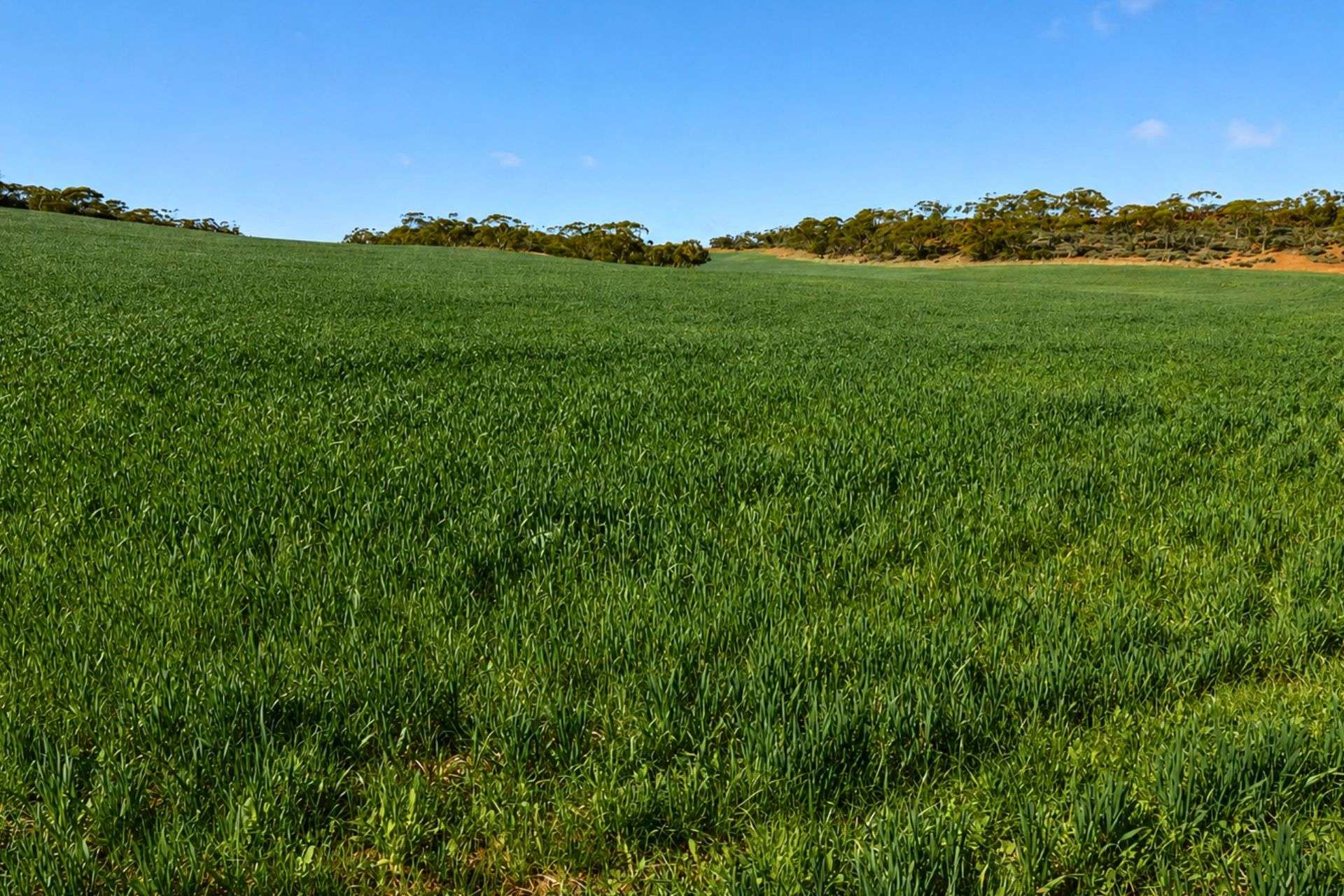 3042 Wilding Road, Wongan Hills For Sale by Farmbuy.com - image 5