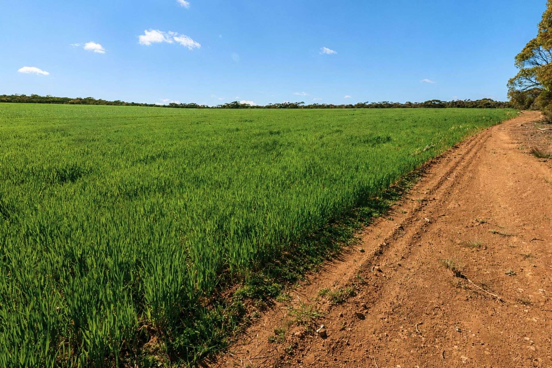 3042 Wilding Road, Wongan Hills For Sale by Farmbuy.com - image 3