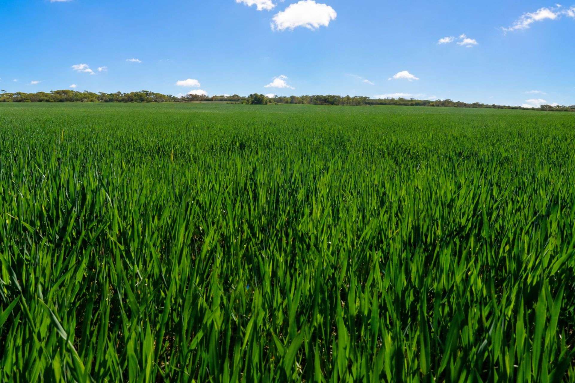 3042 Wilding Road, Wongan Hills For Sale by Farmbuy.com - image 2