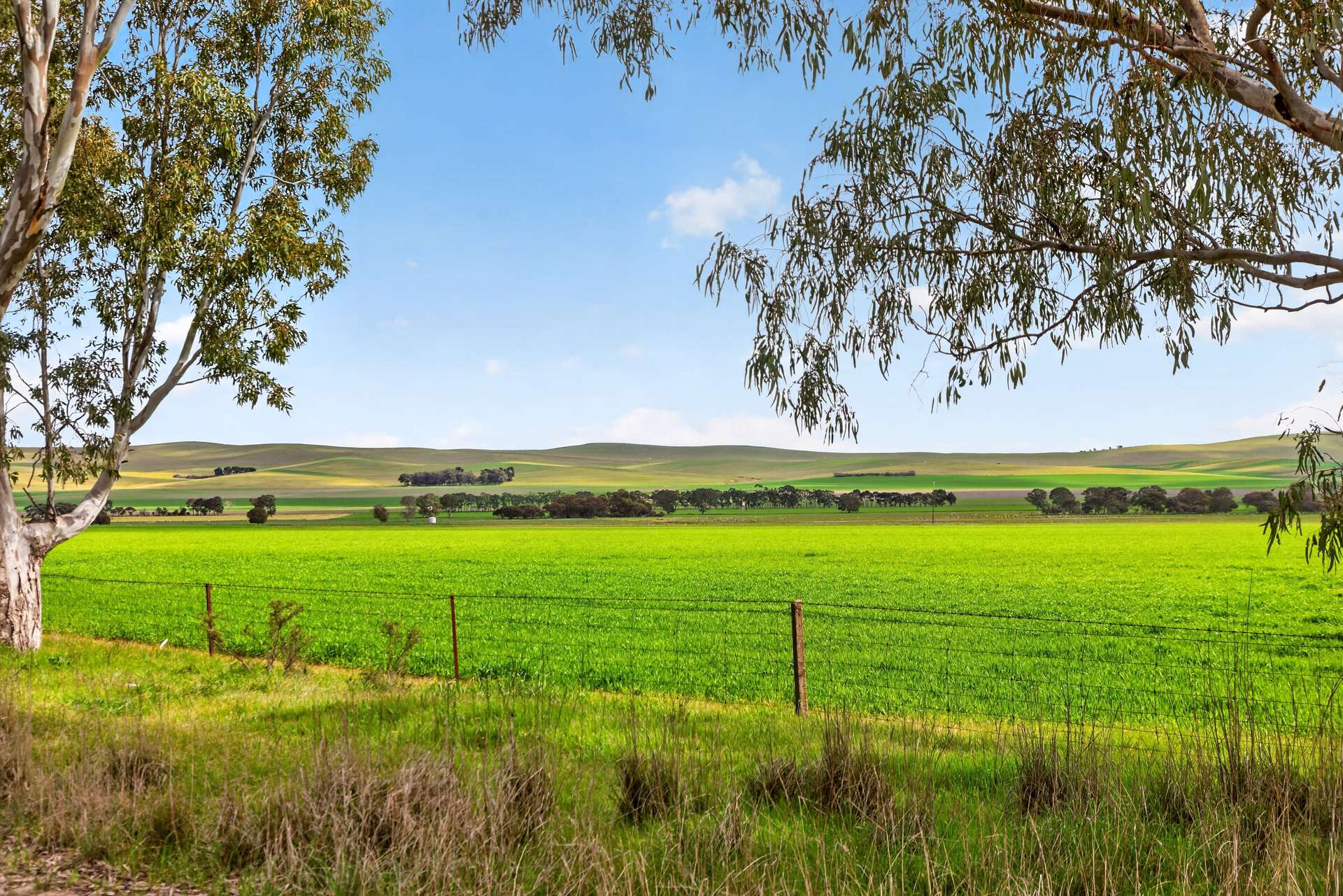 'Farrell Flat Block' Booborowie Road, Farrell Flat Auction by Farmbuy.com - image 12