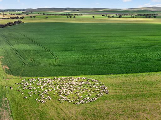 Farm Auction - SA - Farrell Flat - 5416 - Proven Productivity & Exceptional Versatility 