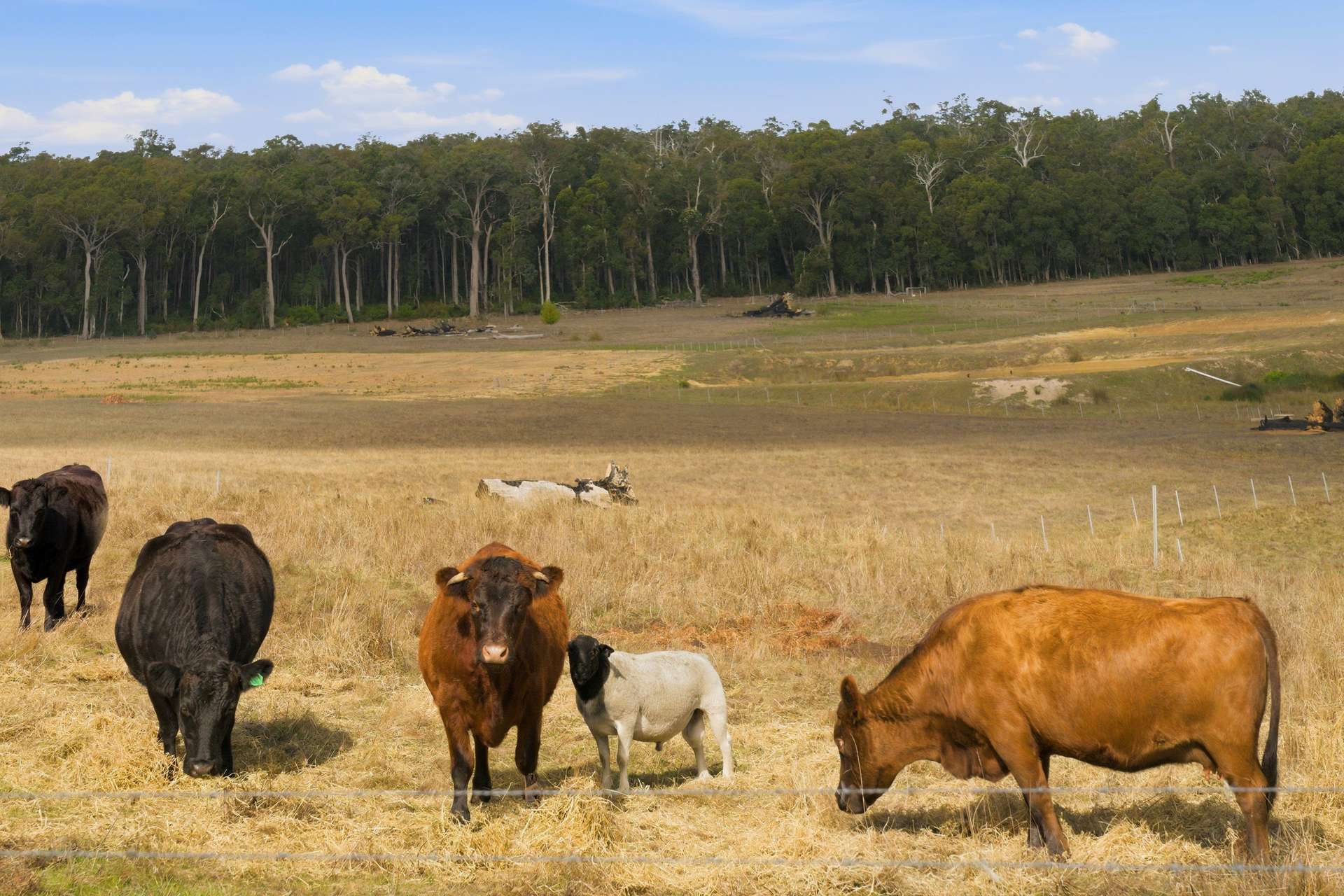 7397 Vasse Highway, Nannup For Sale by Farmbuy.com - image 14