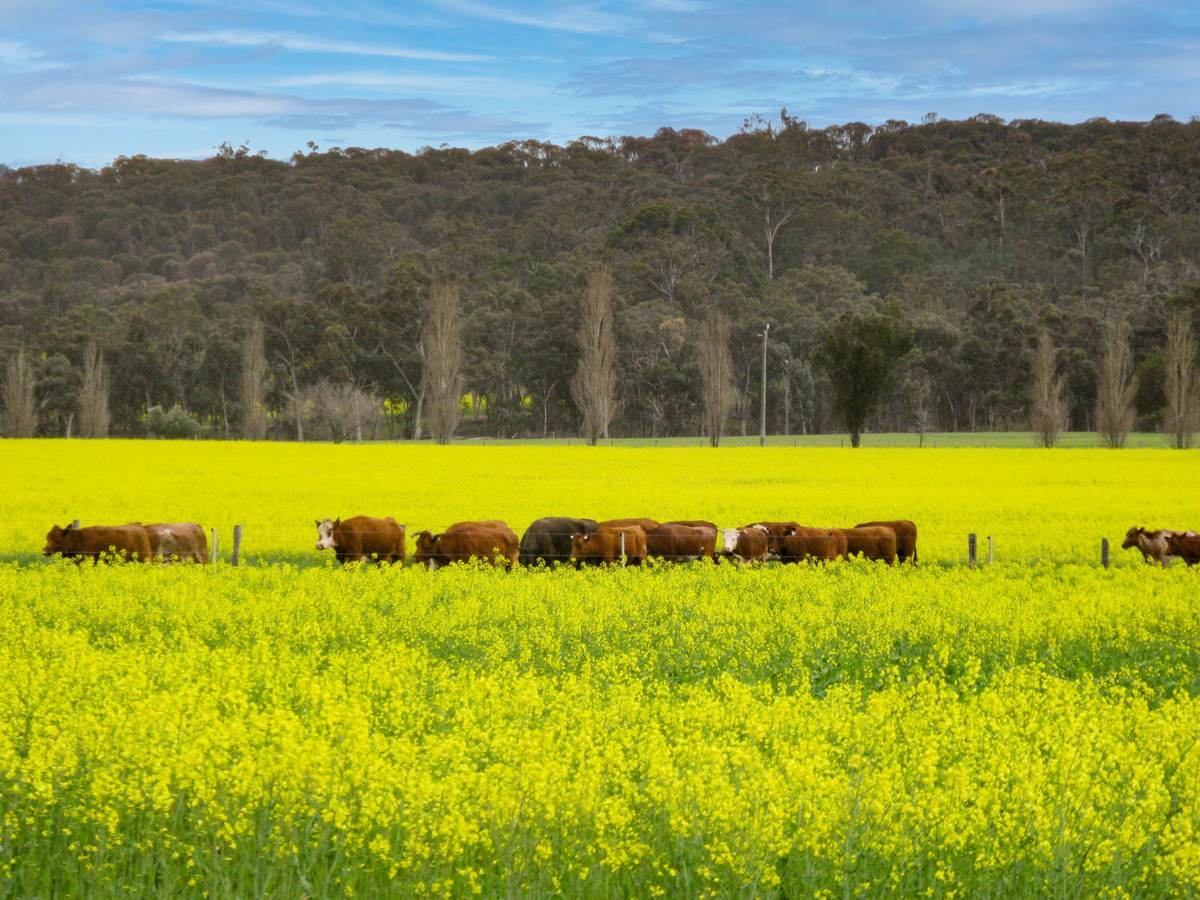 833 Gunapin Ridge Road, York For Sale by Farmbuy.com - image 4