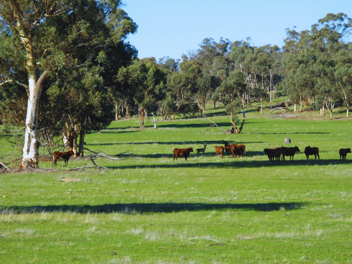 833 Gunapin Ridge Road, York For Sale by Farmbuy.com - image 30