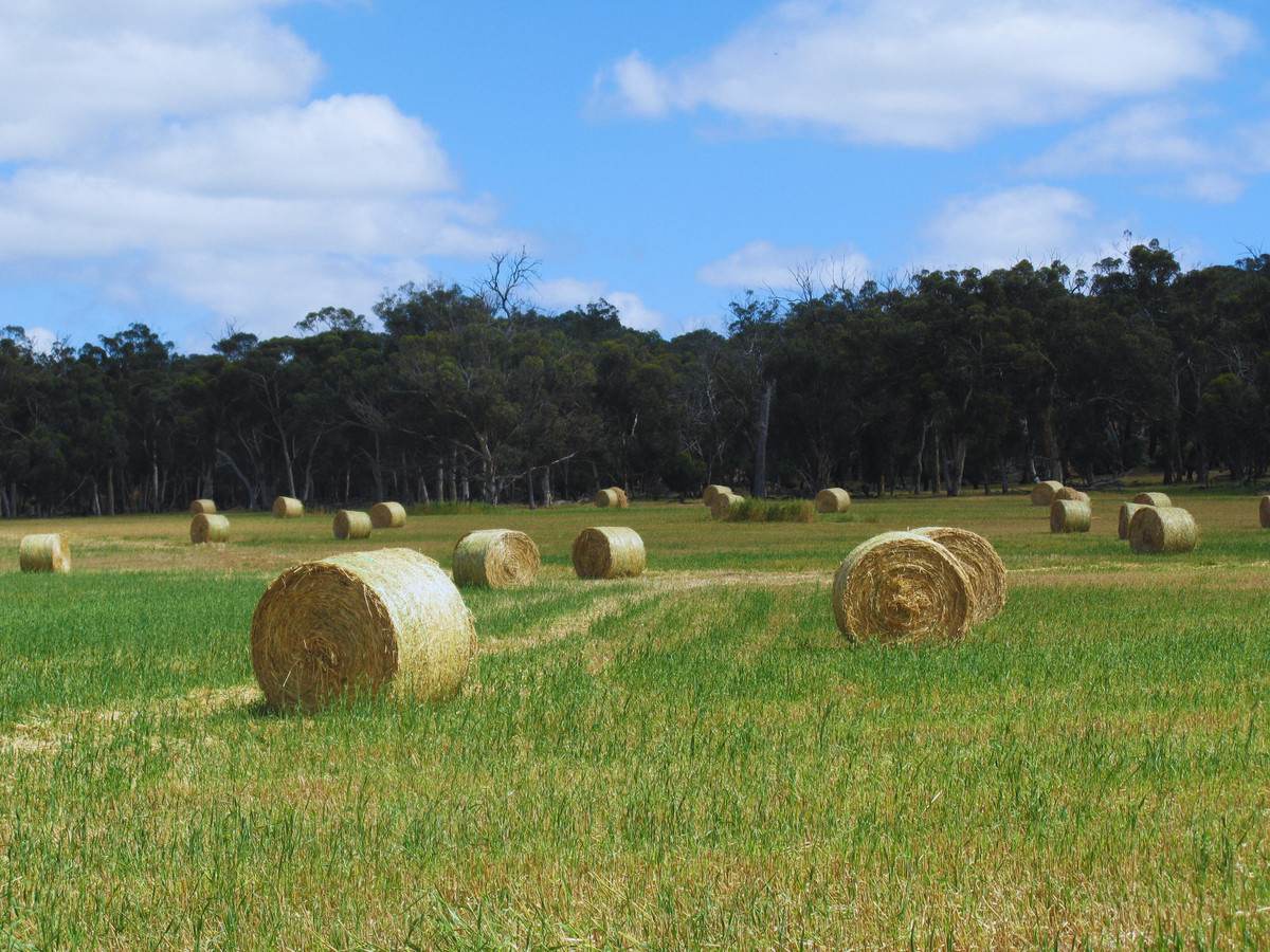 833 Gunapin Ridge Road, York For Sale by Farmbuy.com - image 29