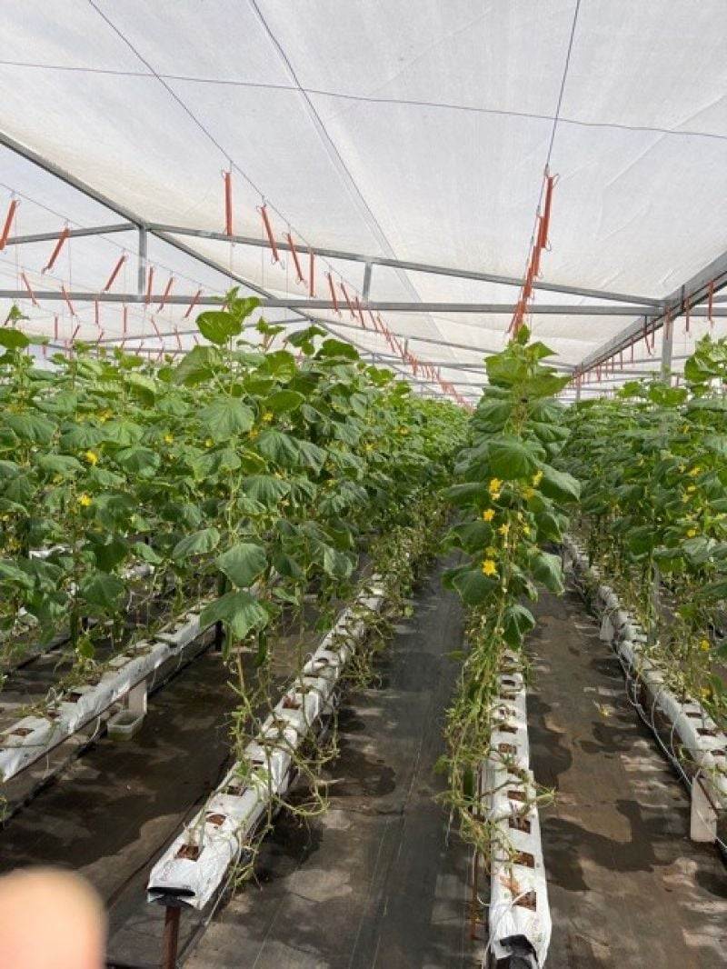Marrakai For Sale by Farmbuy.com - image 4