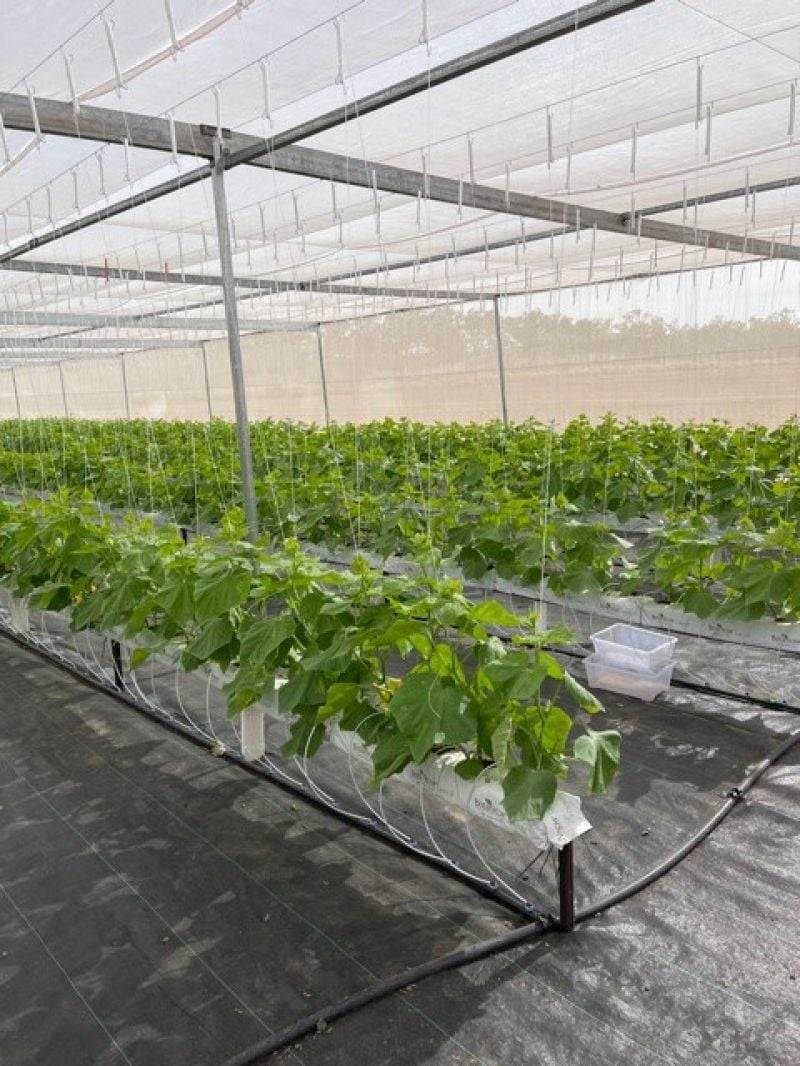 Marrakai For Sale by Farmbuy.com - image 5
