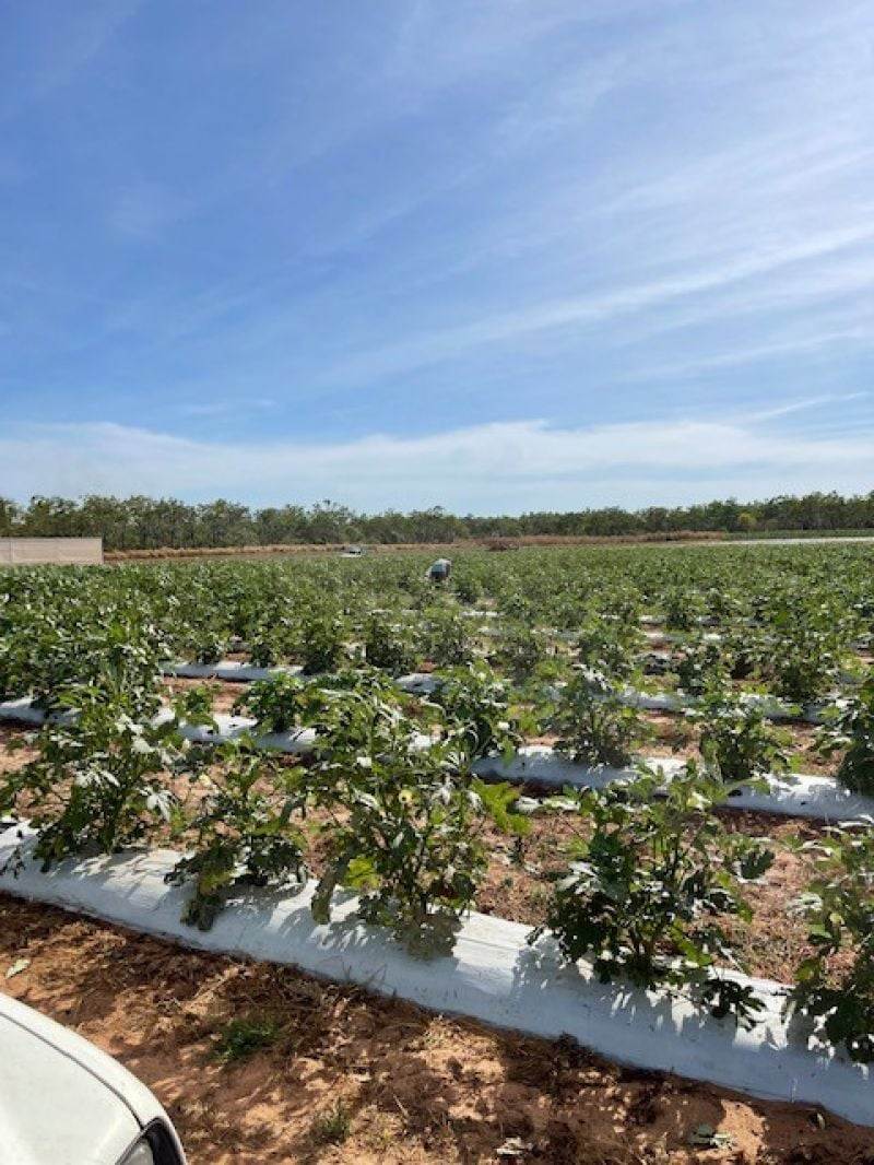 Marrakai For Sale by Farmbuy.com - image 8