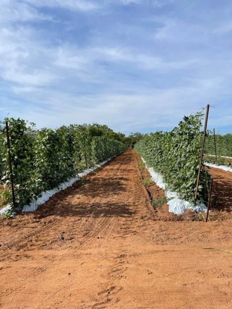 Marrakai For Sale by Farmbuy.com - image 7