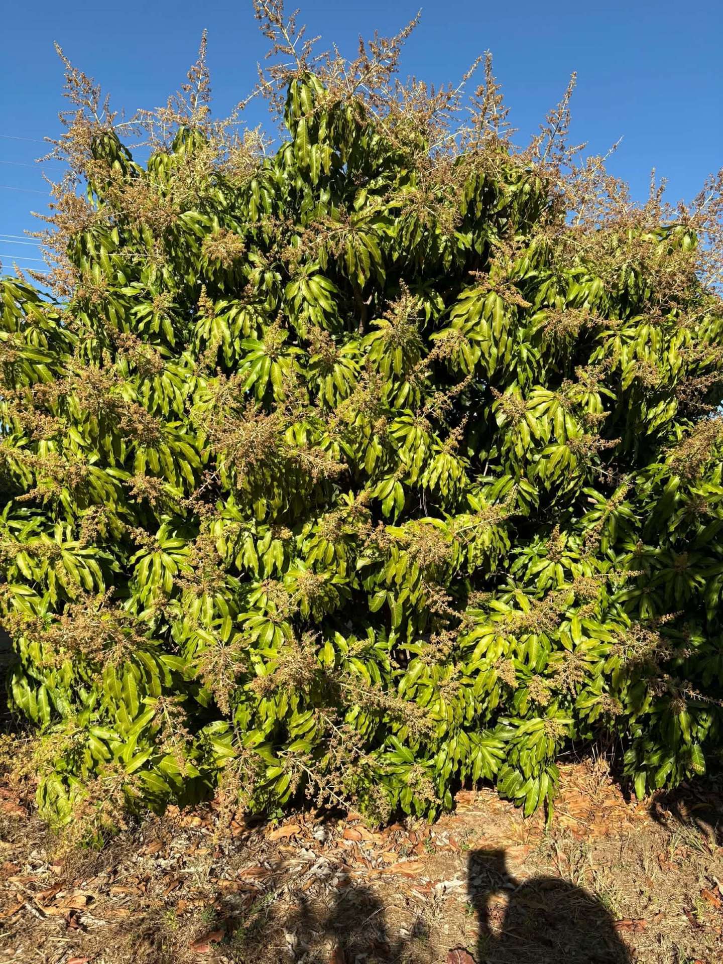 Marrakai For Sale by Farmbuy.com - image 10