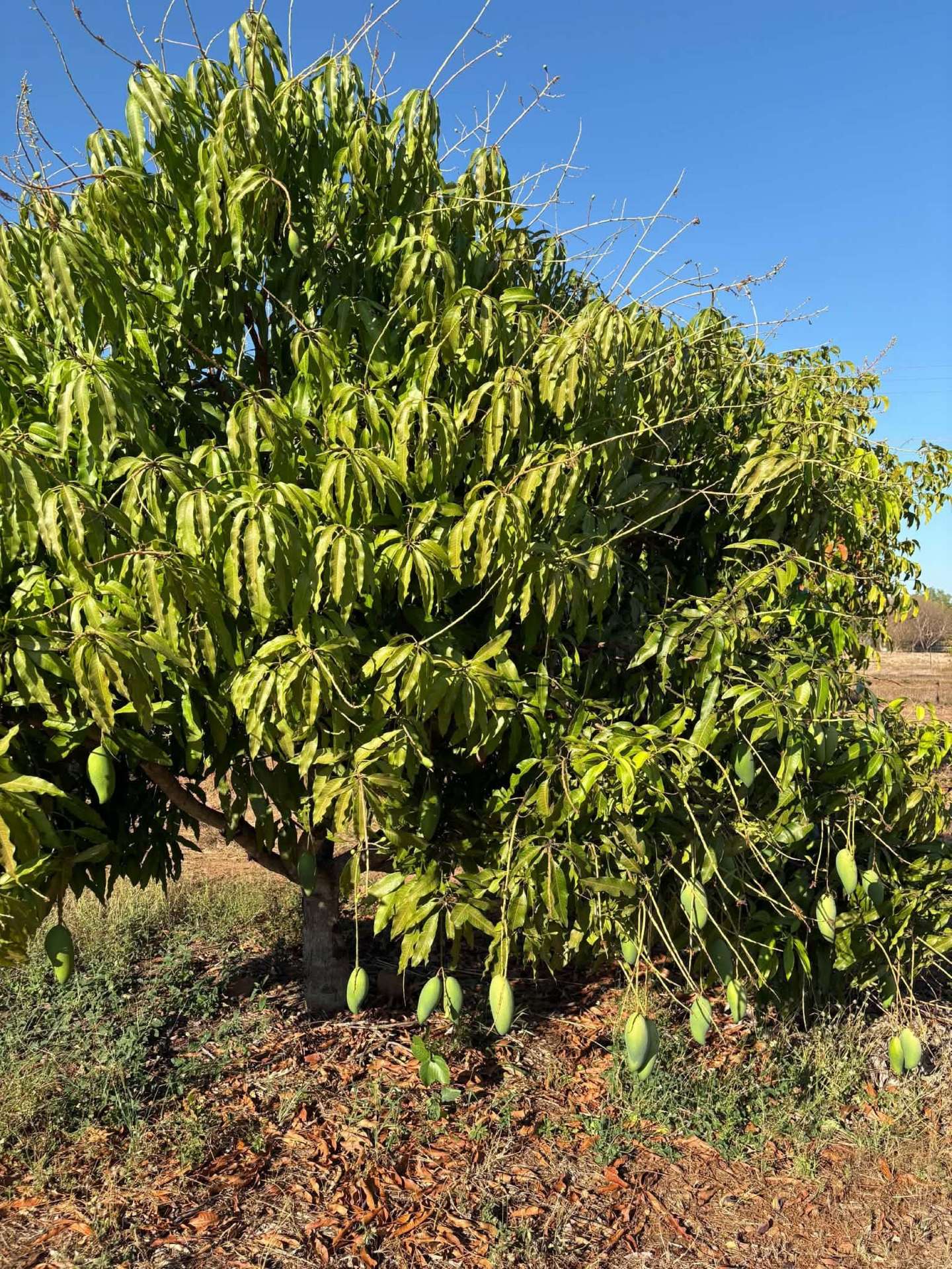 Marrakai For Sale by Farmbuy.com - image 11