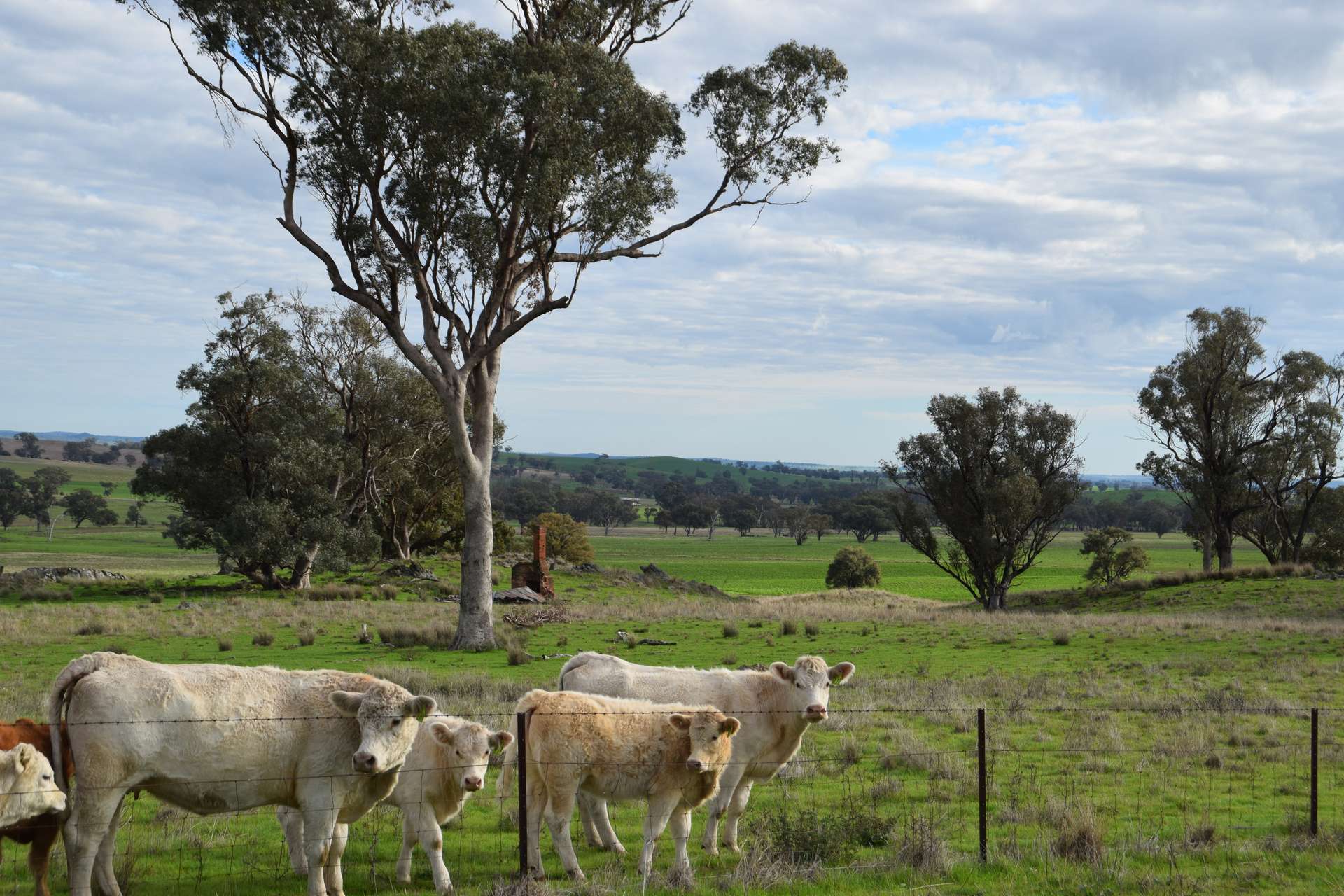 'Ridgeview' 632 Curra Creek Road, Curra Creek For Sale by Farmbuy.com - image 2