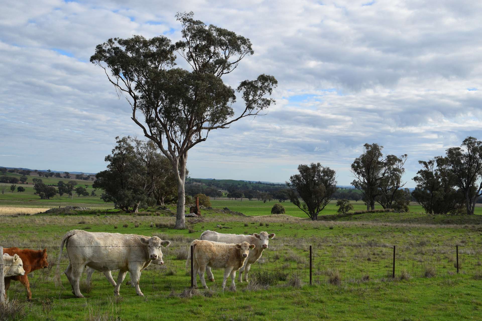 'Ridgeview' 632 Curra Creek Road, Curra Creek For Sale by Farmbuy.com - image 29