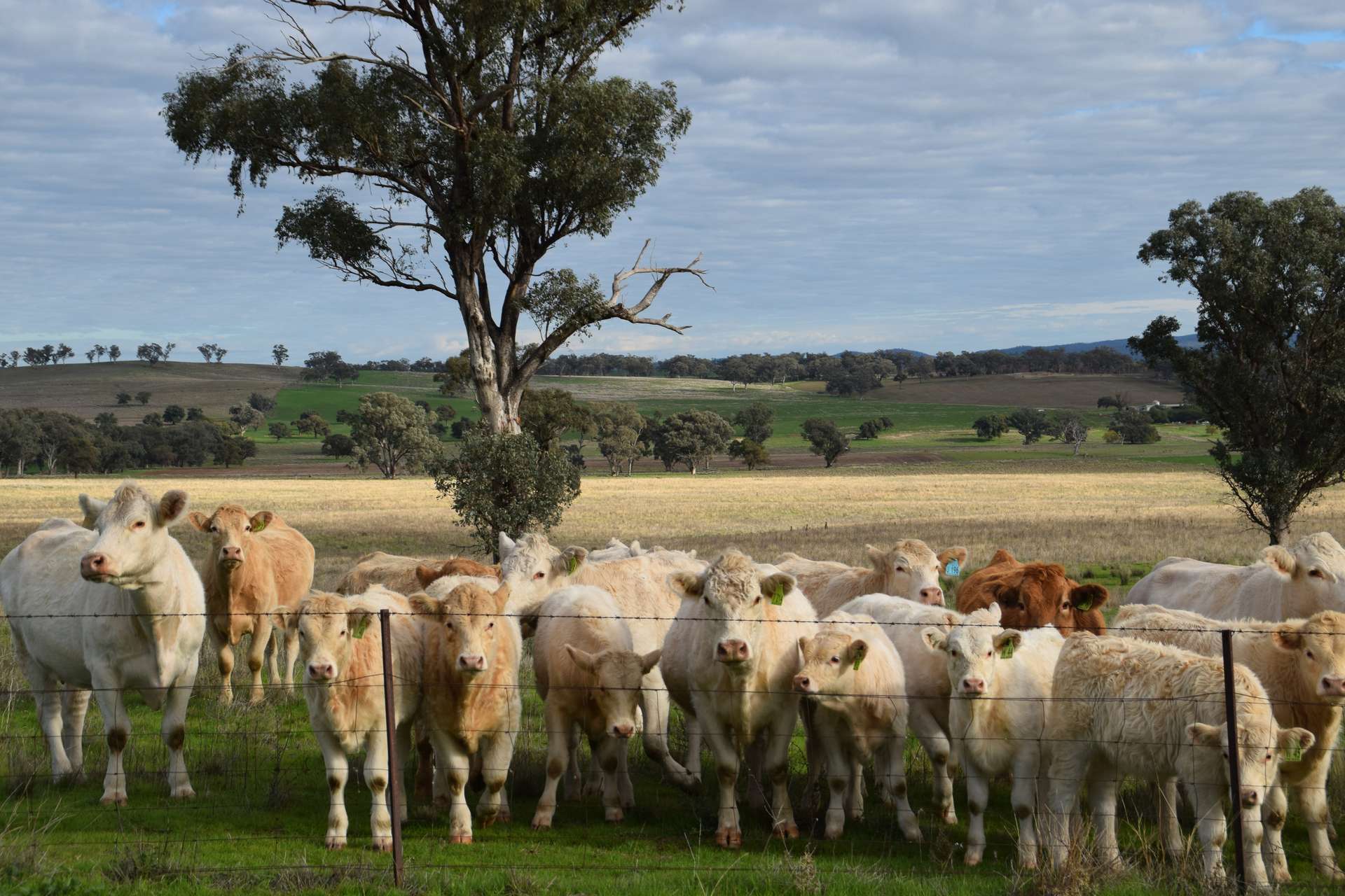 'Ridgeview' 632 Curra Creek Road, Curra Creek For Sale by Farmbuy.com - image 3